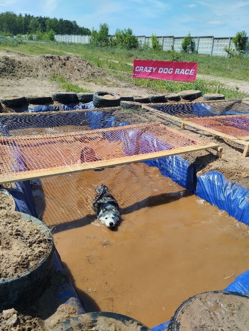Хвостатый драйв, забег с препятствиями,спорт, Старая Купавна, Богородский городской округ,