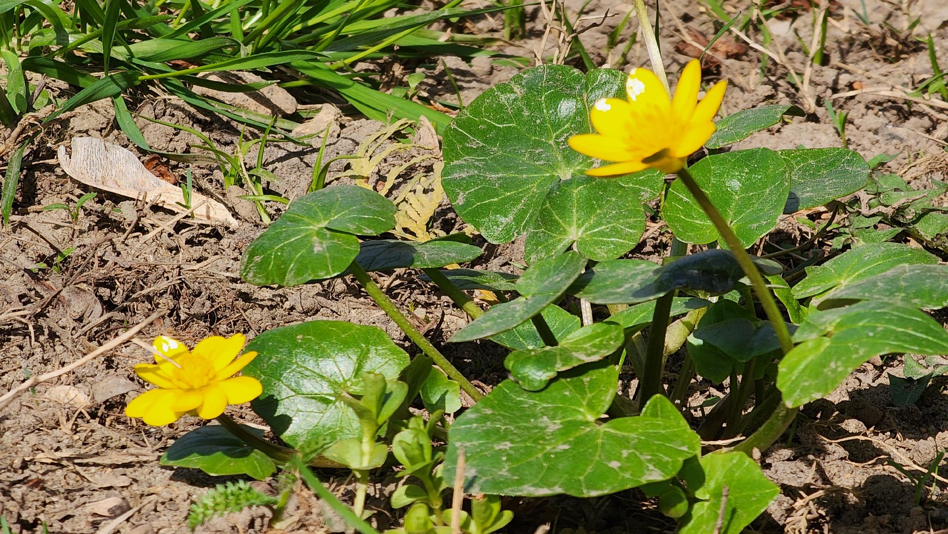ступино, аллергия в подмосковье, сезонная аллергия, медициана подмосковья,