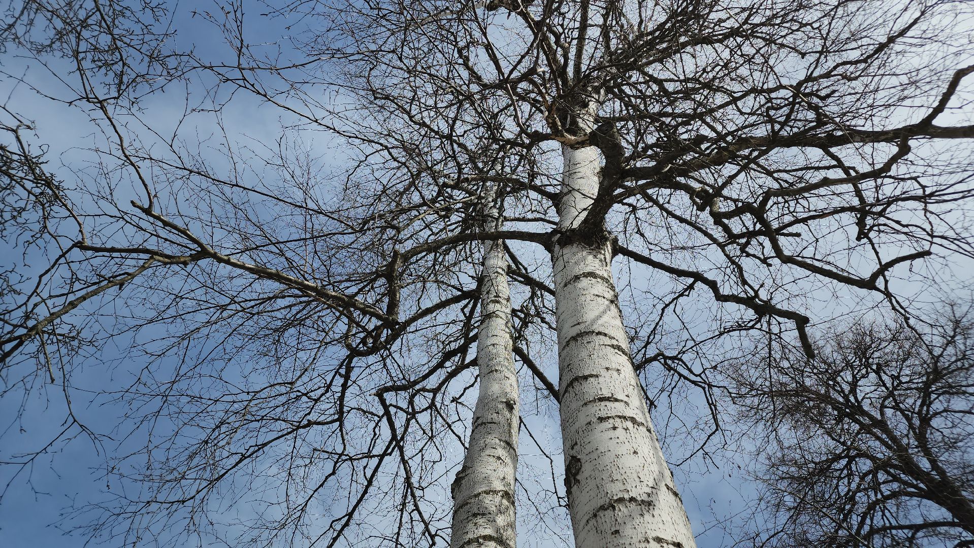 ступино, аллергия в подмосковье, сезонная аллергия, медициана подмосковья,