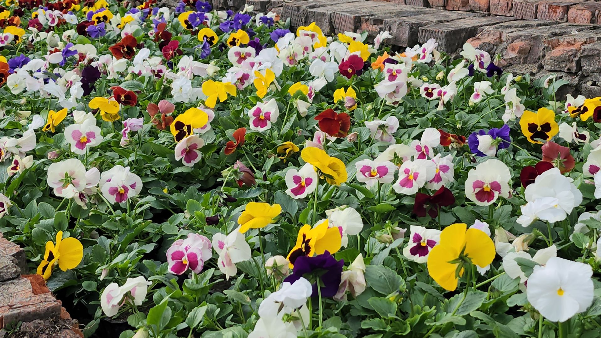 серпухов, комбинат благоустройства, теплицы, цветы, клумбы, рассада,