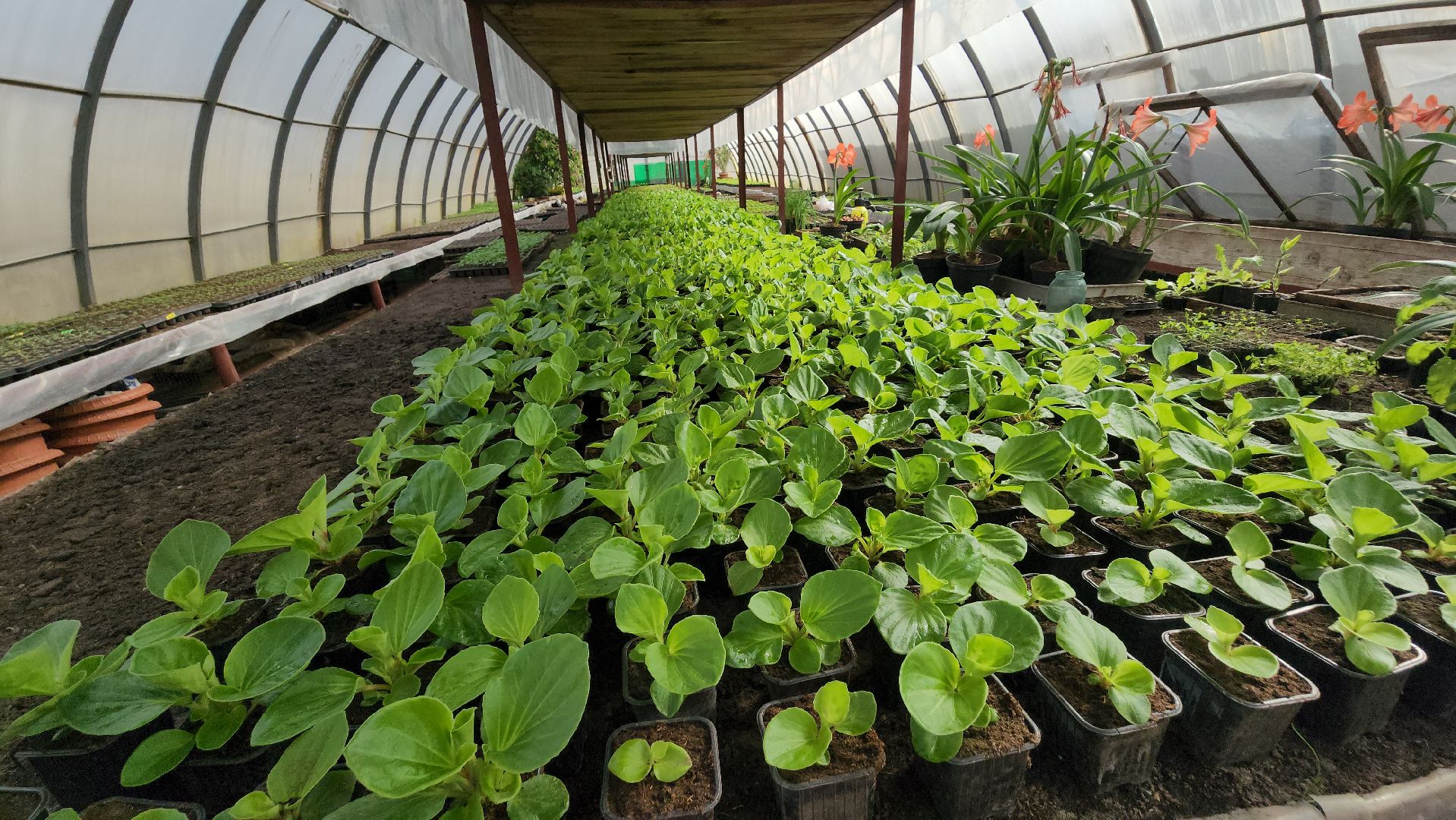 серпухов, комбинат благоустройства, теплицы, цветы, клумбы, рассада,