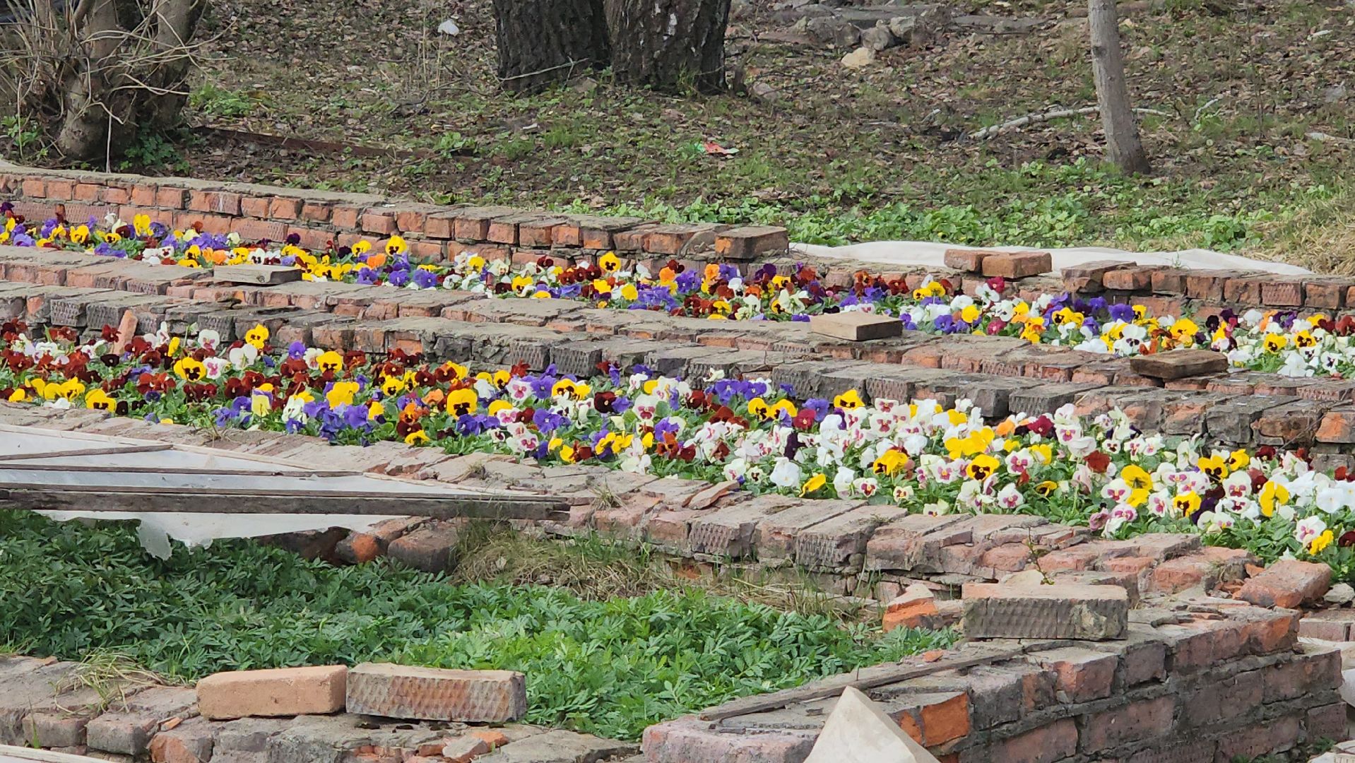 серпухов, комбинат благоустройства, теплицы, цветы, клумбы, рассада,