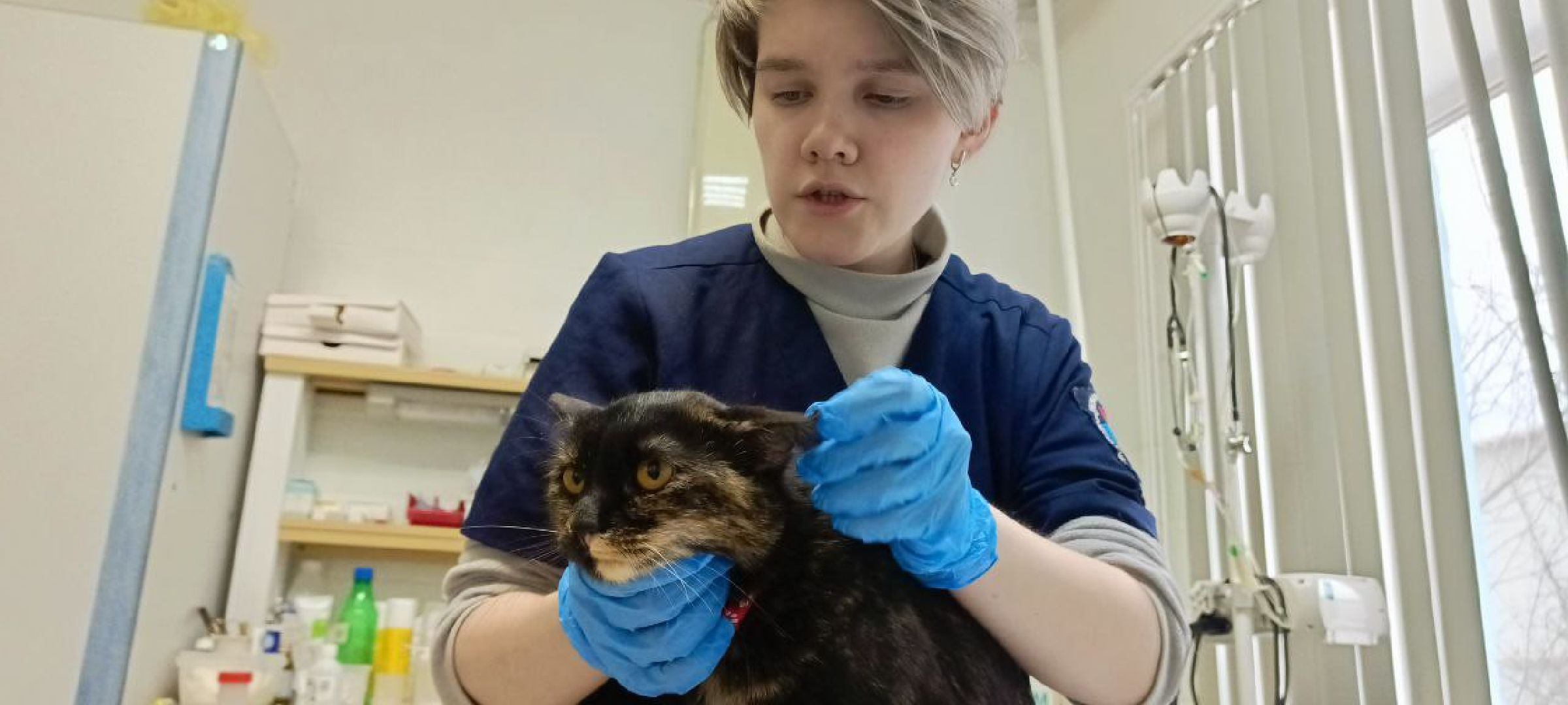 Талдом, Государственная ветстанция, Чипирование домашних животных,