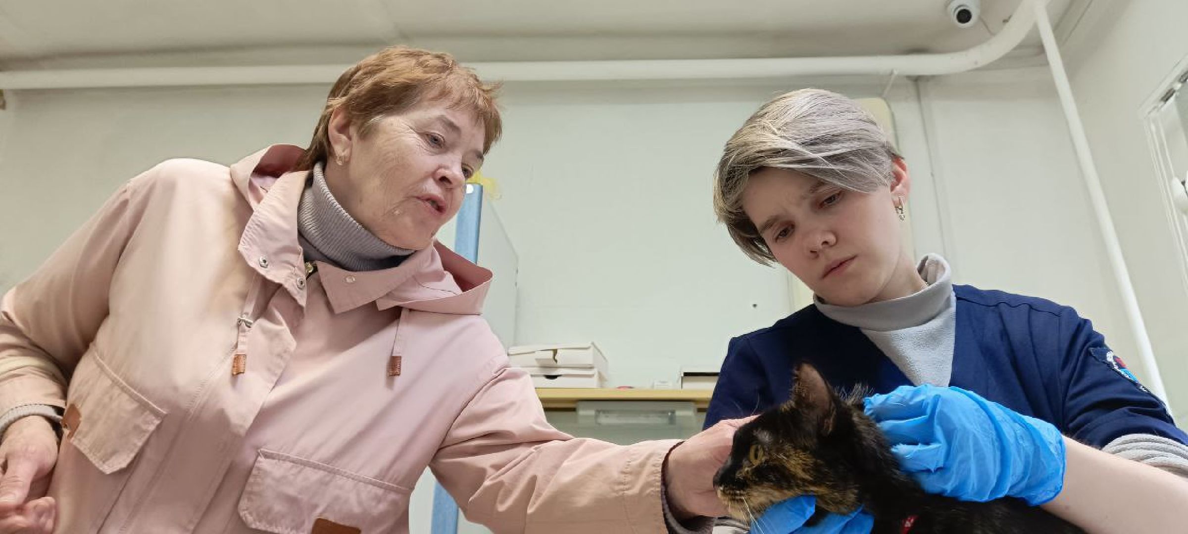 Талдом, Государственная ветстанция, Чипирование домашних животных,