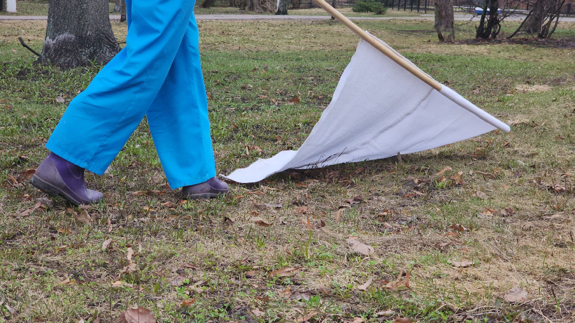 Павловский Посад, Городской округ Павловский Посад, Парк, Клещи, Обработка, Погода,