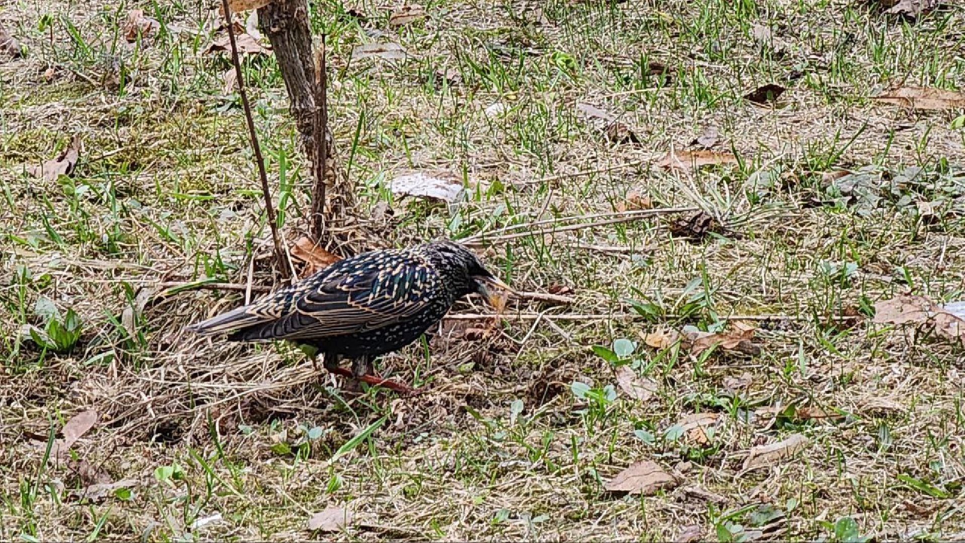 Люберцы, парки, благоустройство, уборка,