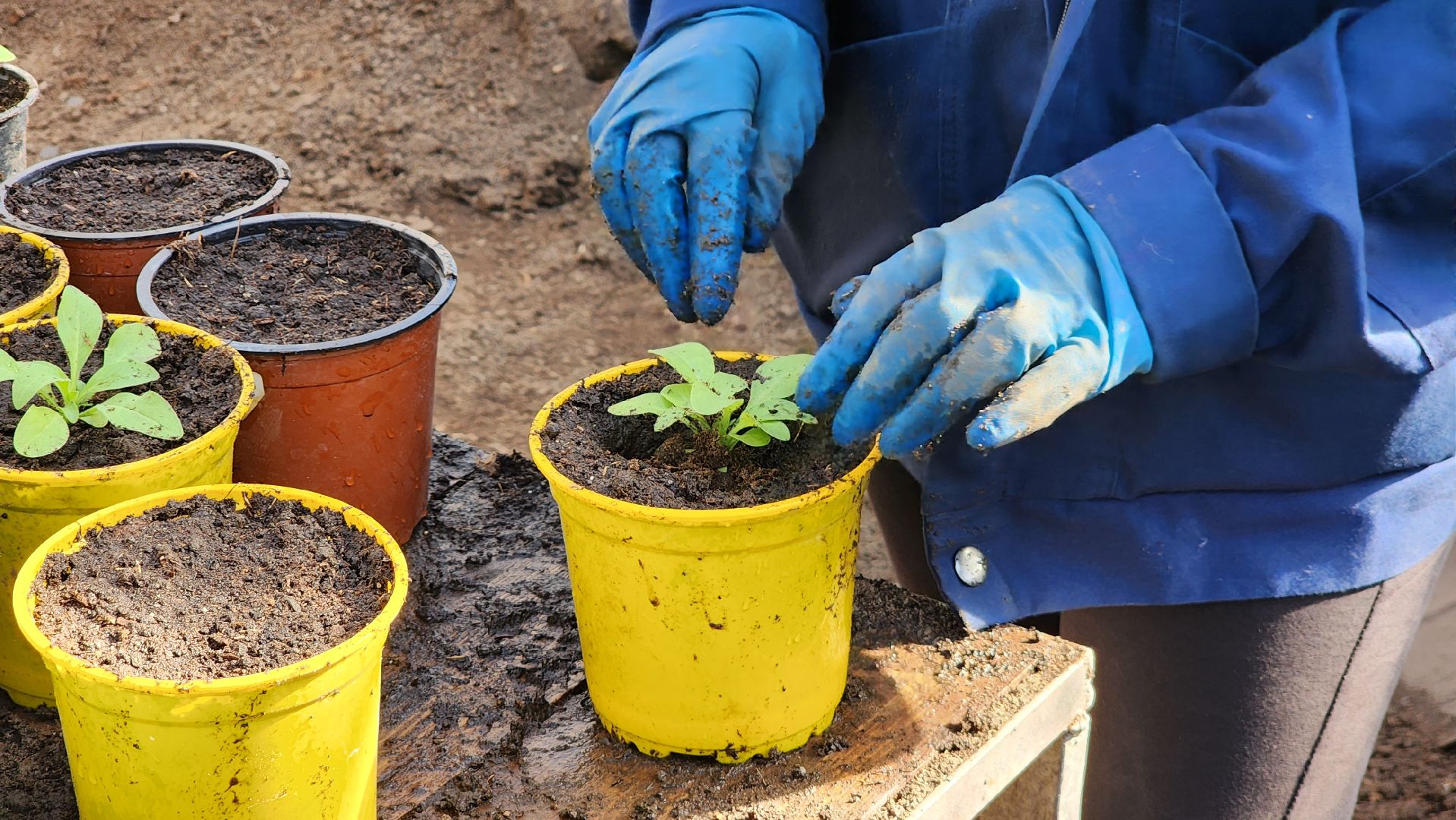 Егорьевск, Подмосковье, Московская область, Цветы, Благоустройство,