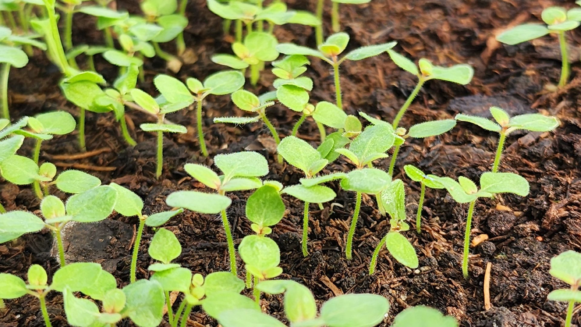 Егорьевск, Подмосковье, Московская область, Цветы, Благоустройство,