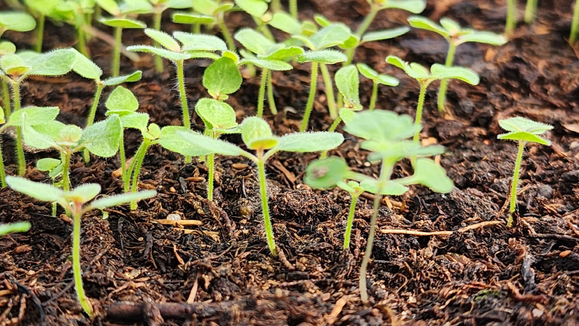 Егорьевск, Подмосковье, Московская область, Цветы, Благоустройство,