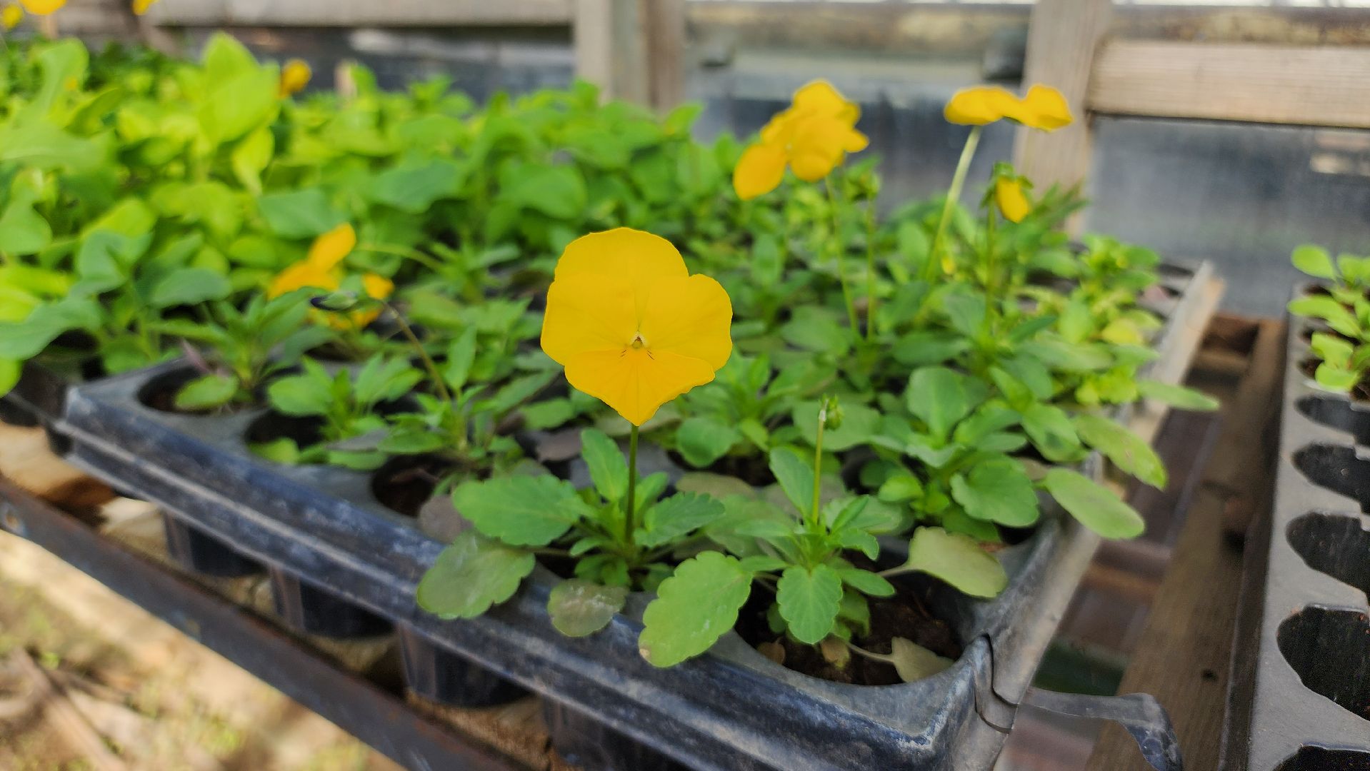 Егорьевск, Подмосковье, Московская область, Цветы, Благоустройство,