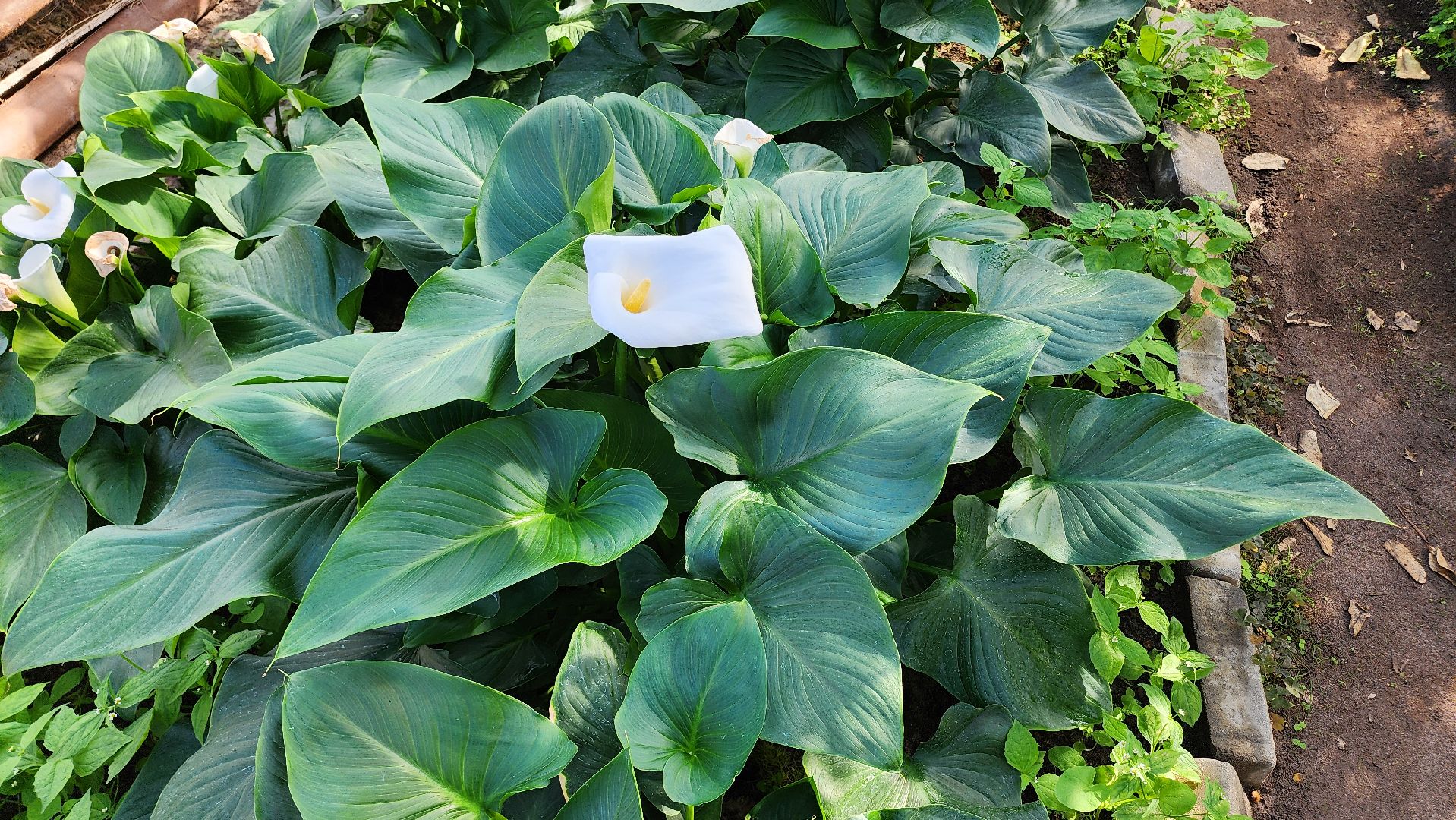 Егорьевск, Подмосковье, Московская область, Цветы, Благоустройство,