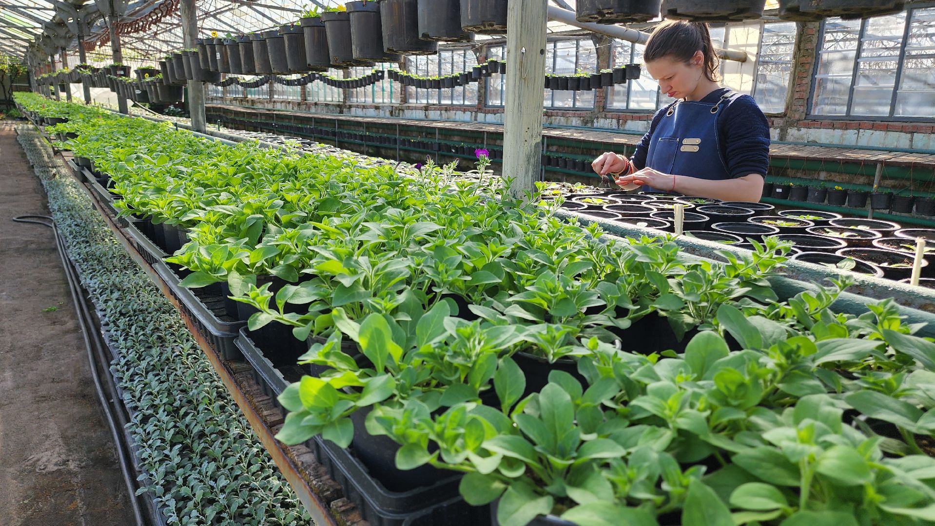 Егорьевск, Подмосковье, Московская область, Цветы, Благоустройство,