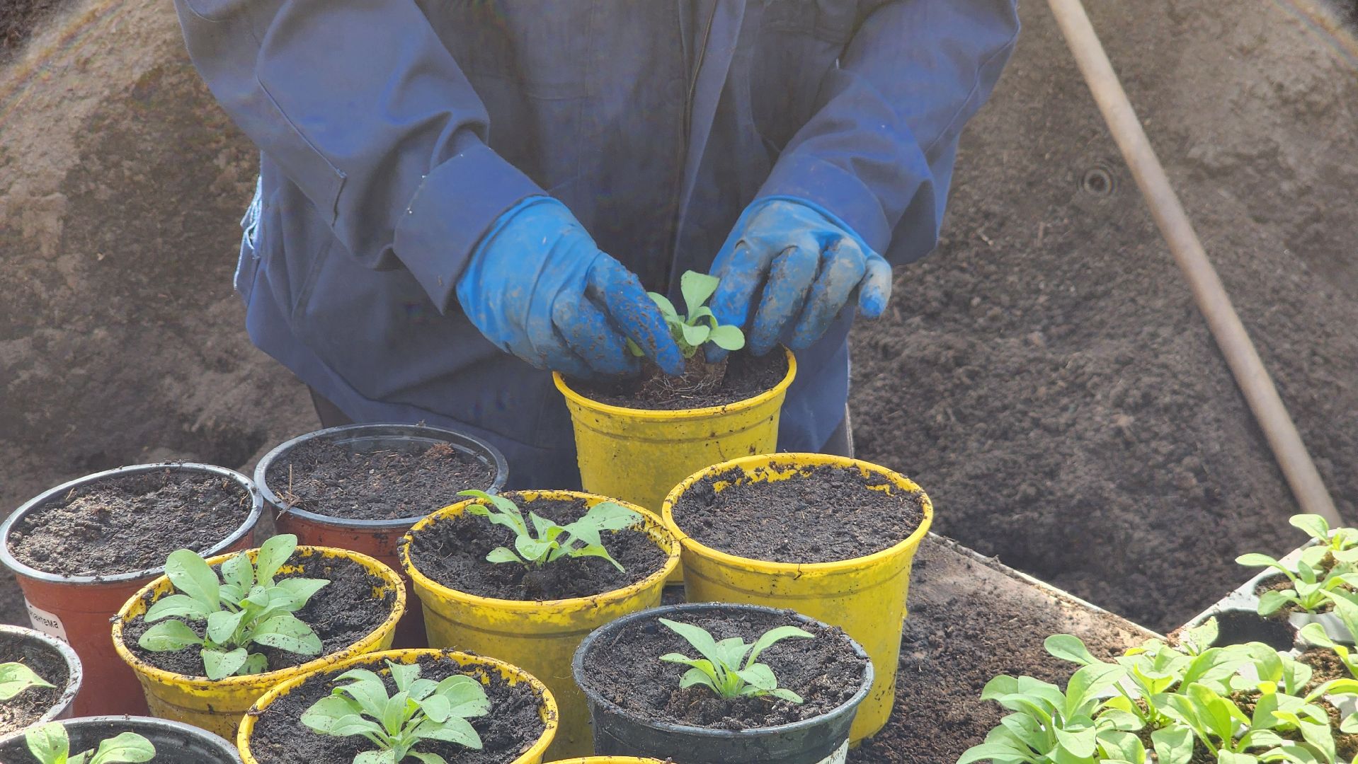 Егорьевск, Подмосковье, Московская область, Цветы, Благоустройство,