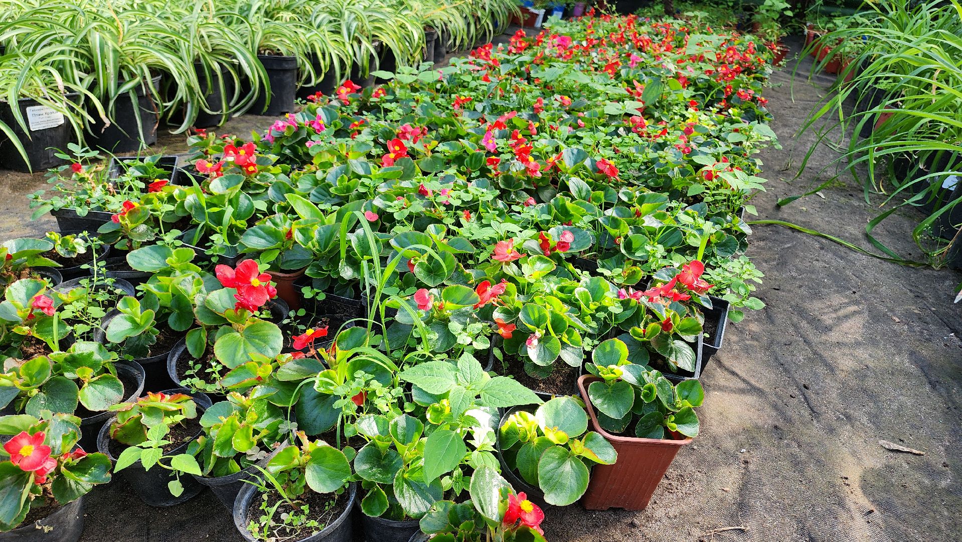 Егорьевск, Подмосковье, Московская область, Цветы, Благоустройство,