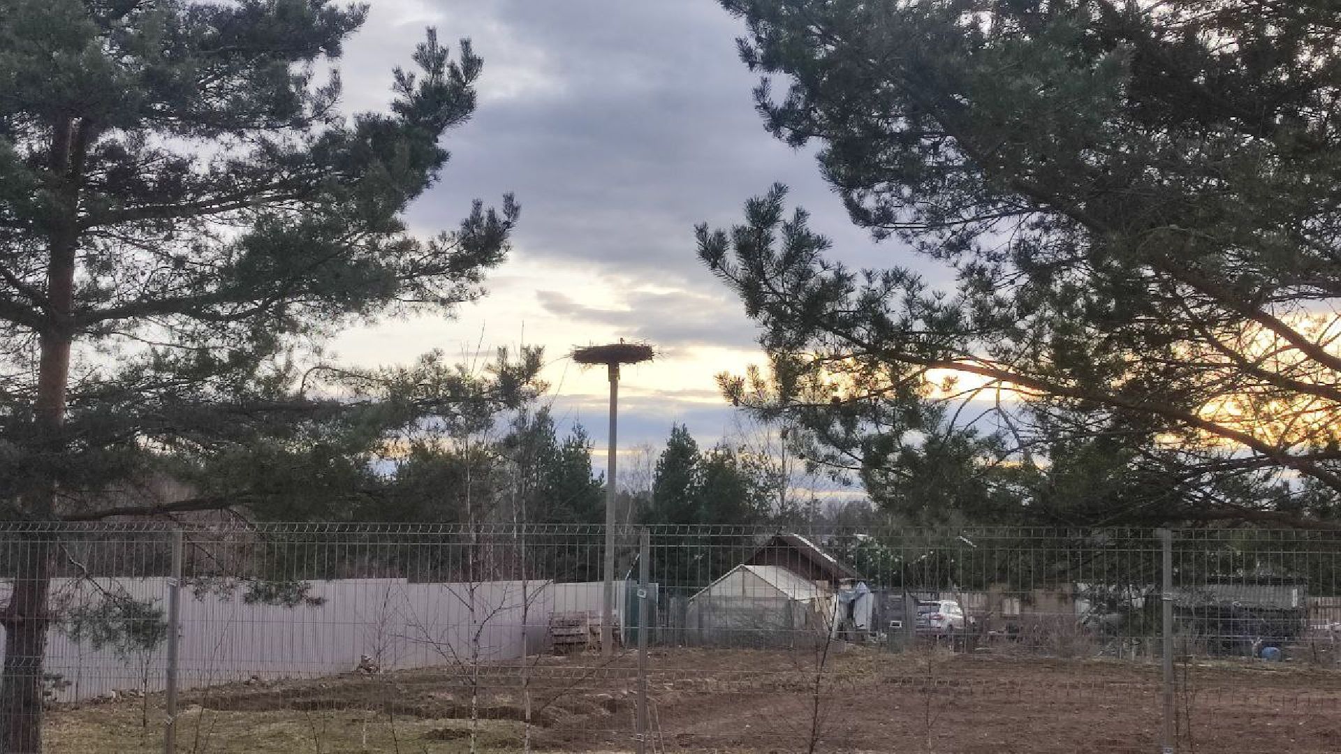 волоколамск, аисты, красная книга,