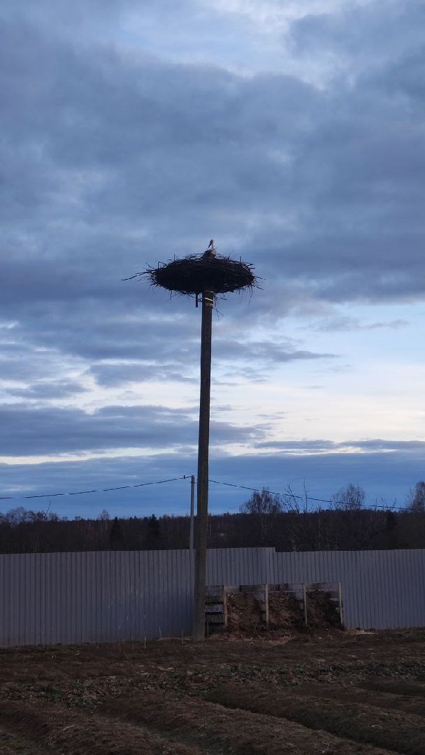 волоколамск, аисты, красная книга,