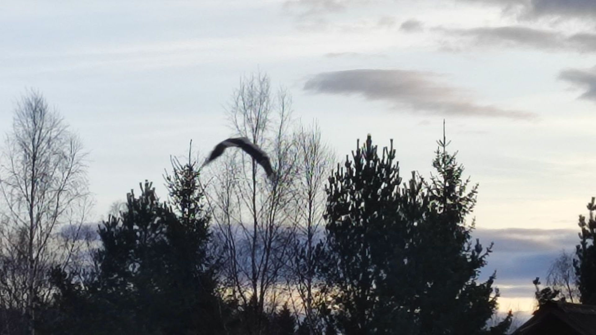 волоколамск, аисты, красная книга,