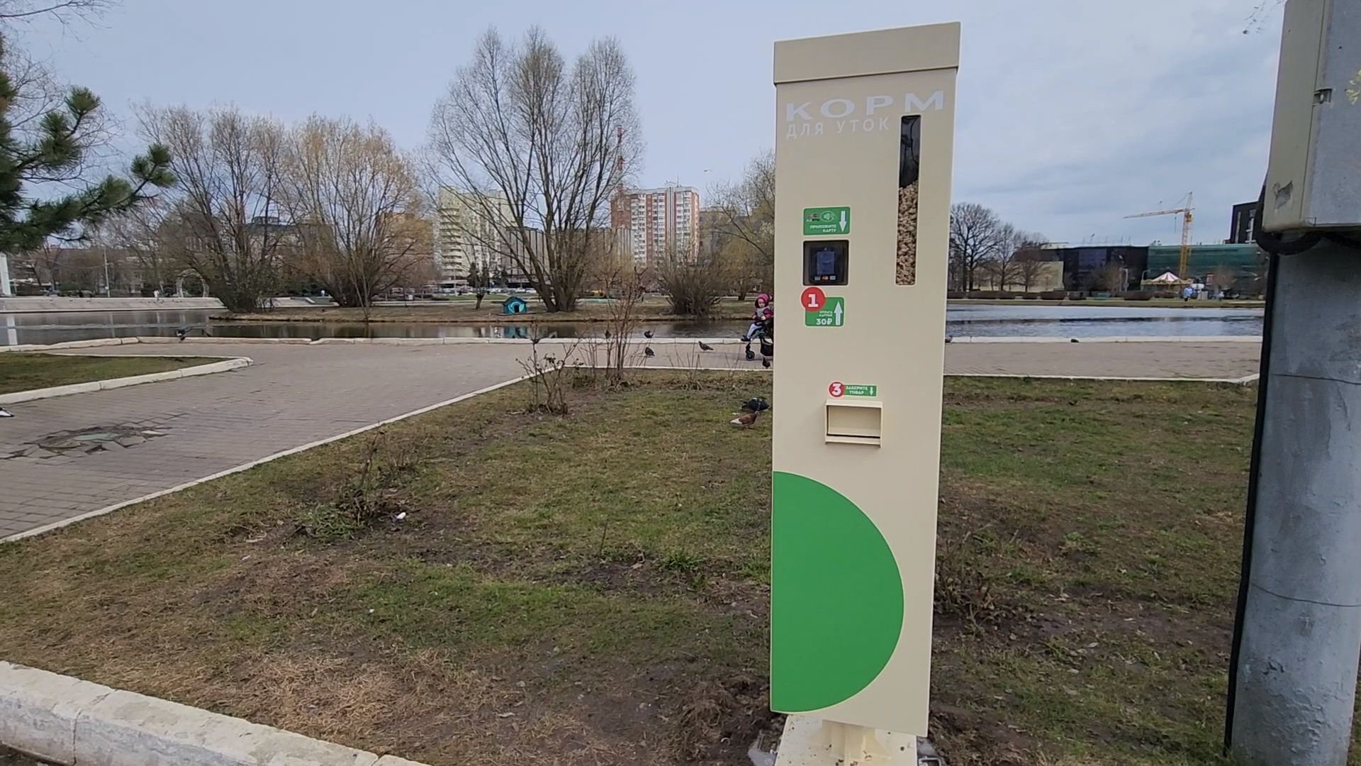 одинцово, уточки, корм для уточек, пруд,