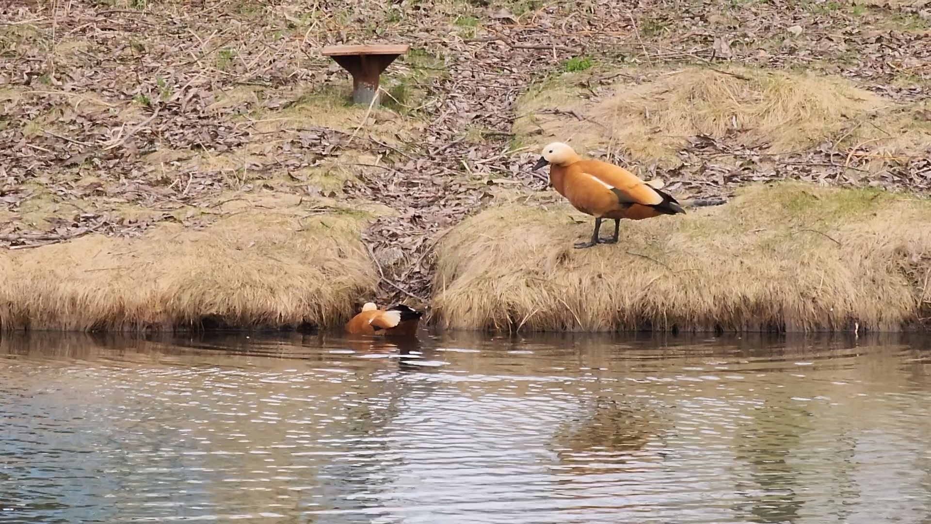 одинцово, уточки, корм для уточек, пруд,