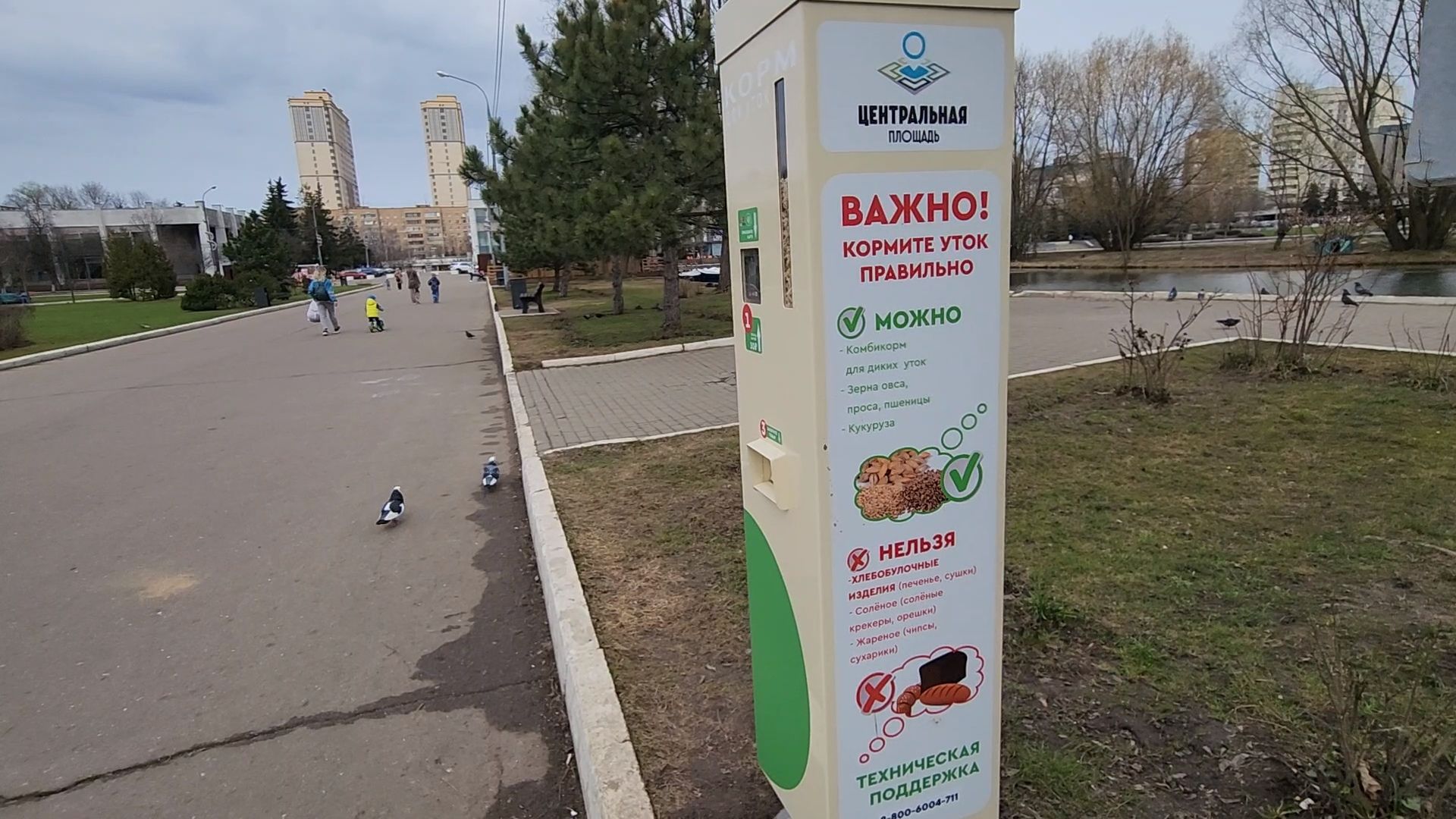 одинцово, уточки, корм для уточек, пруд,