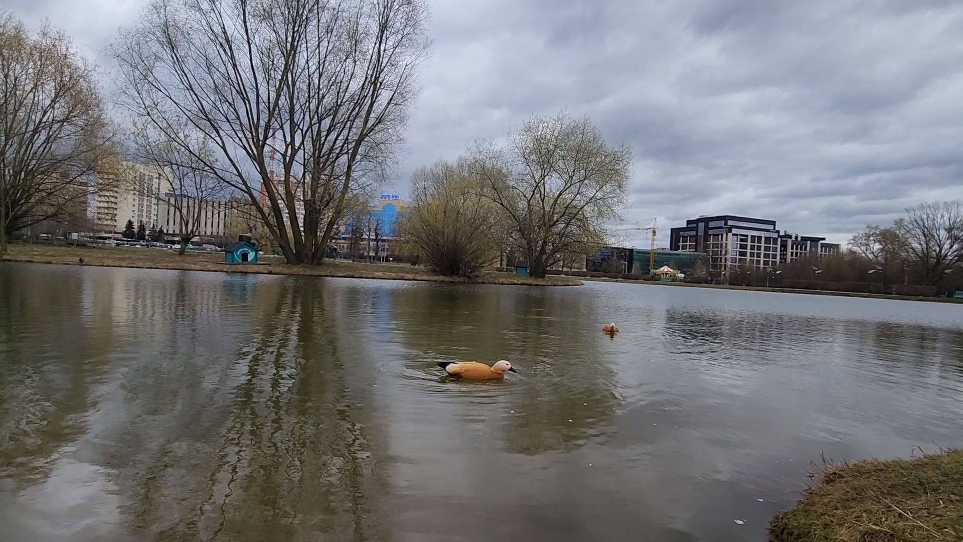 одинцово, уточки, корм для уточек, пруд,