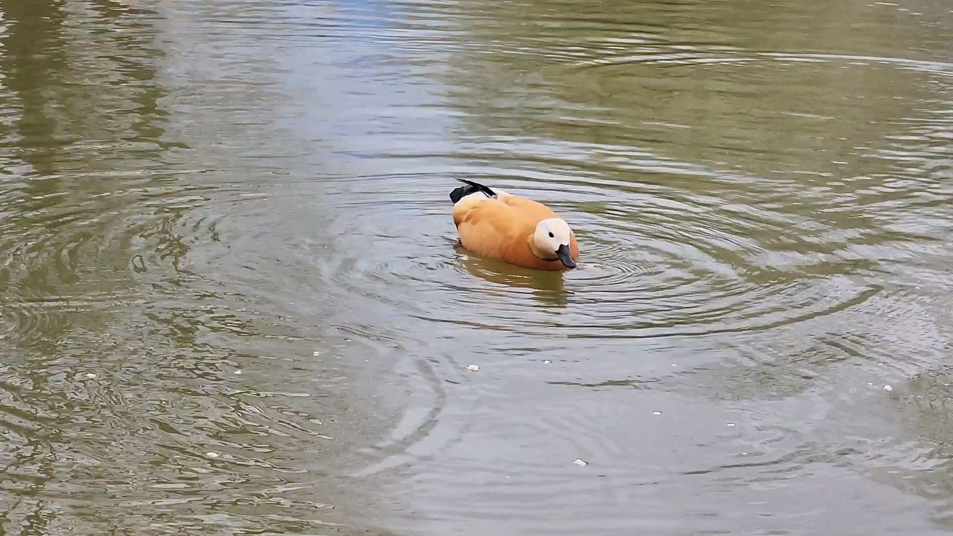 одинцово, уточки, корм для уточек, пруд,