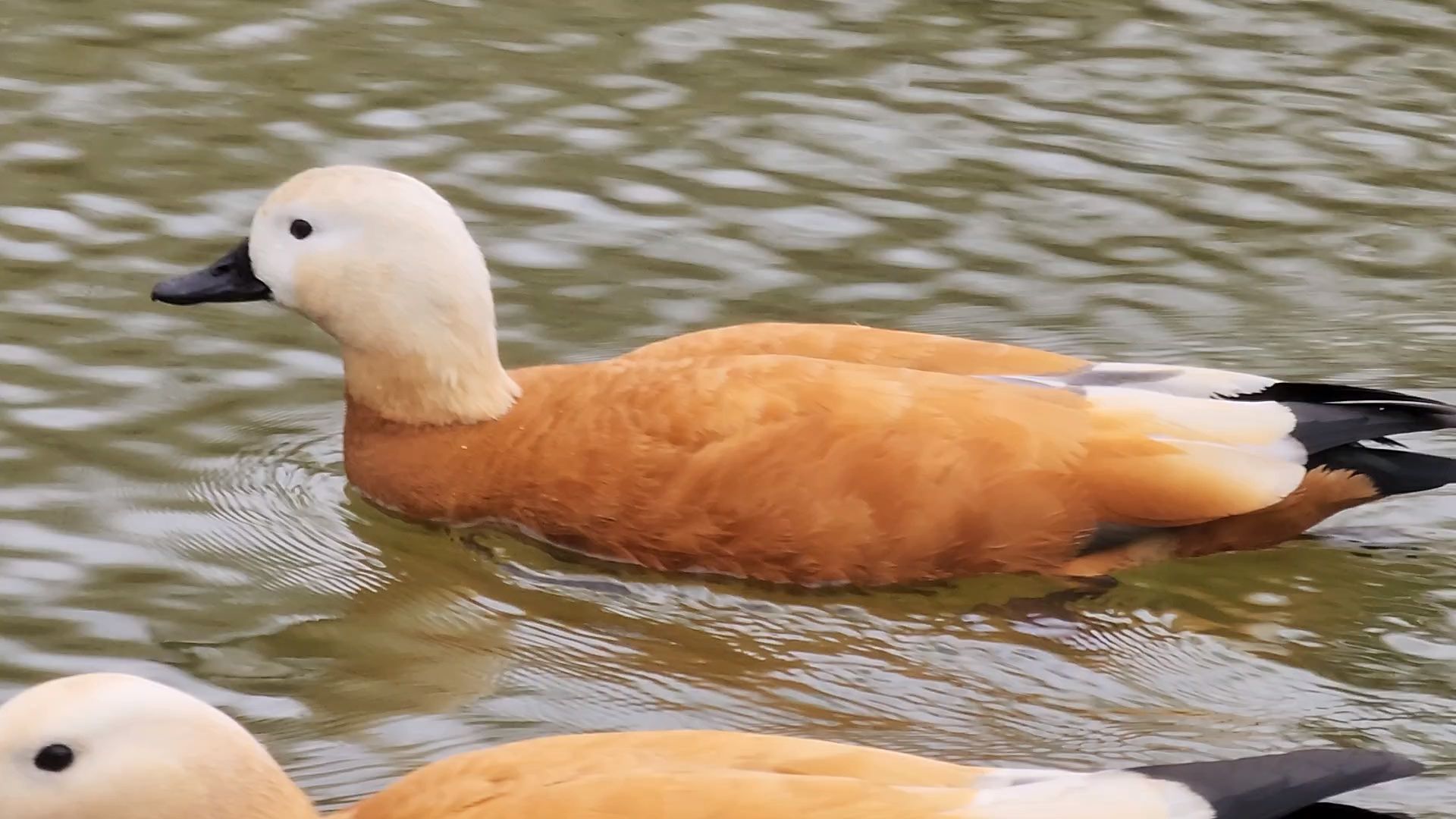 одинцово, уточки, корм для уточек, пруд,