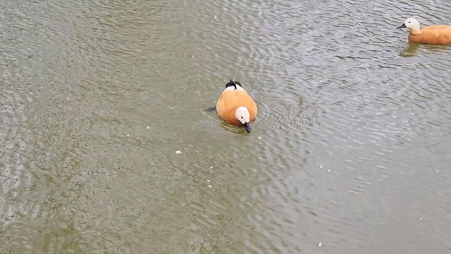 одинцово, уточки, корм для уточек, пруд,