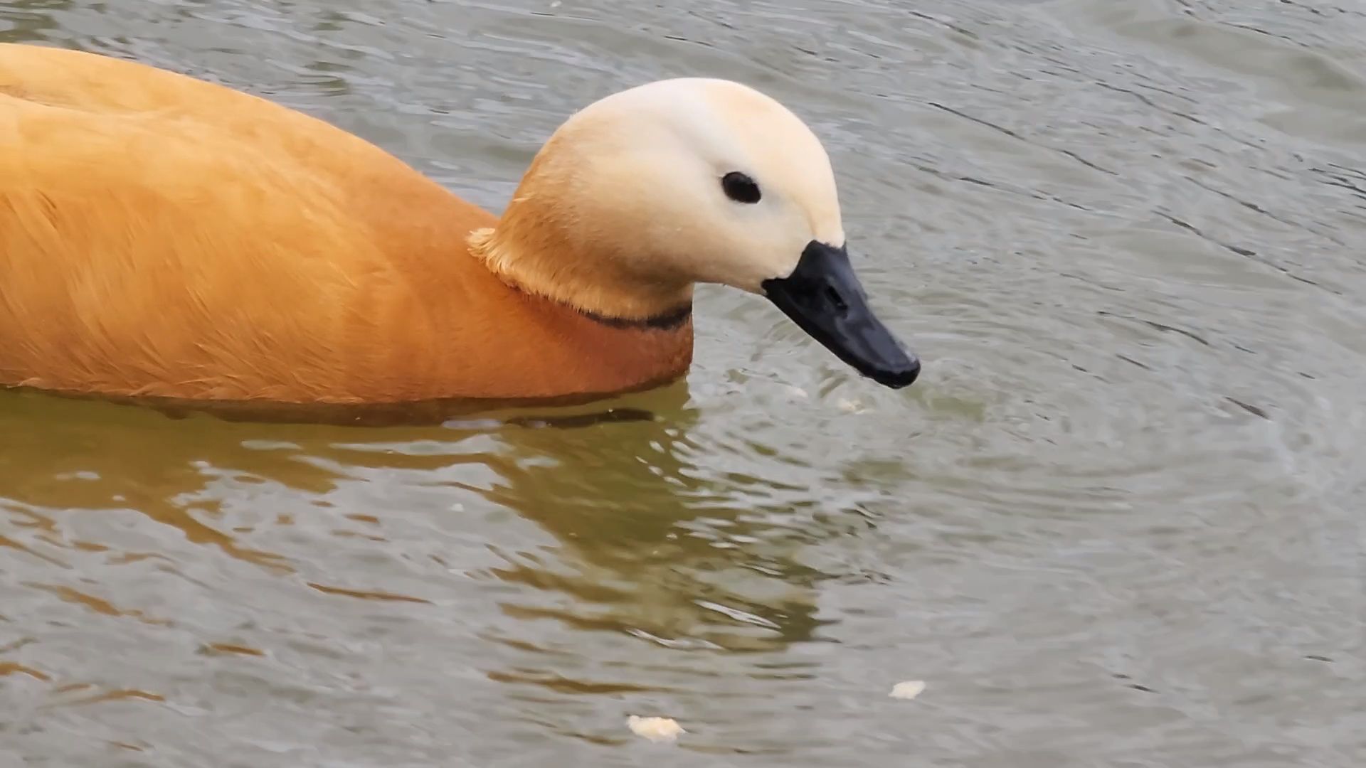 одинцово, уточки, корм для уточек, пруд,