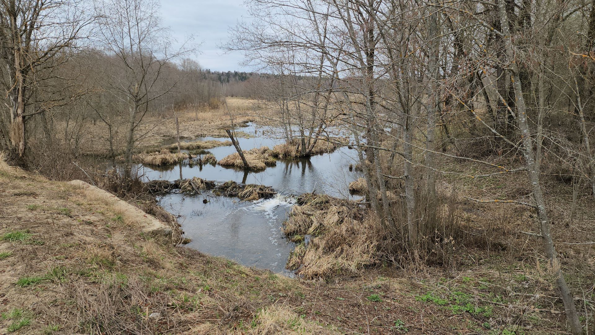 плотина, бобры, благоустройство, притыкино, дорожные работы, руза, рузский городской округ,