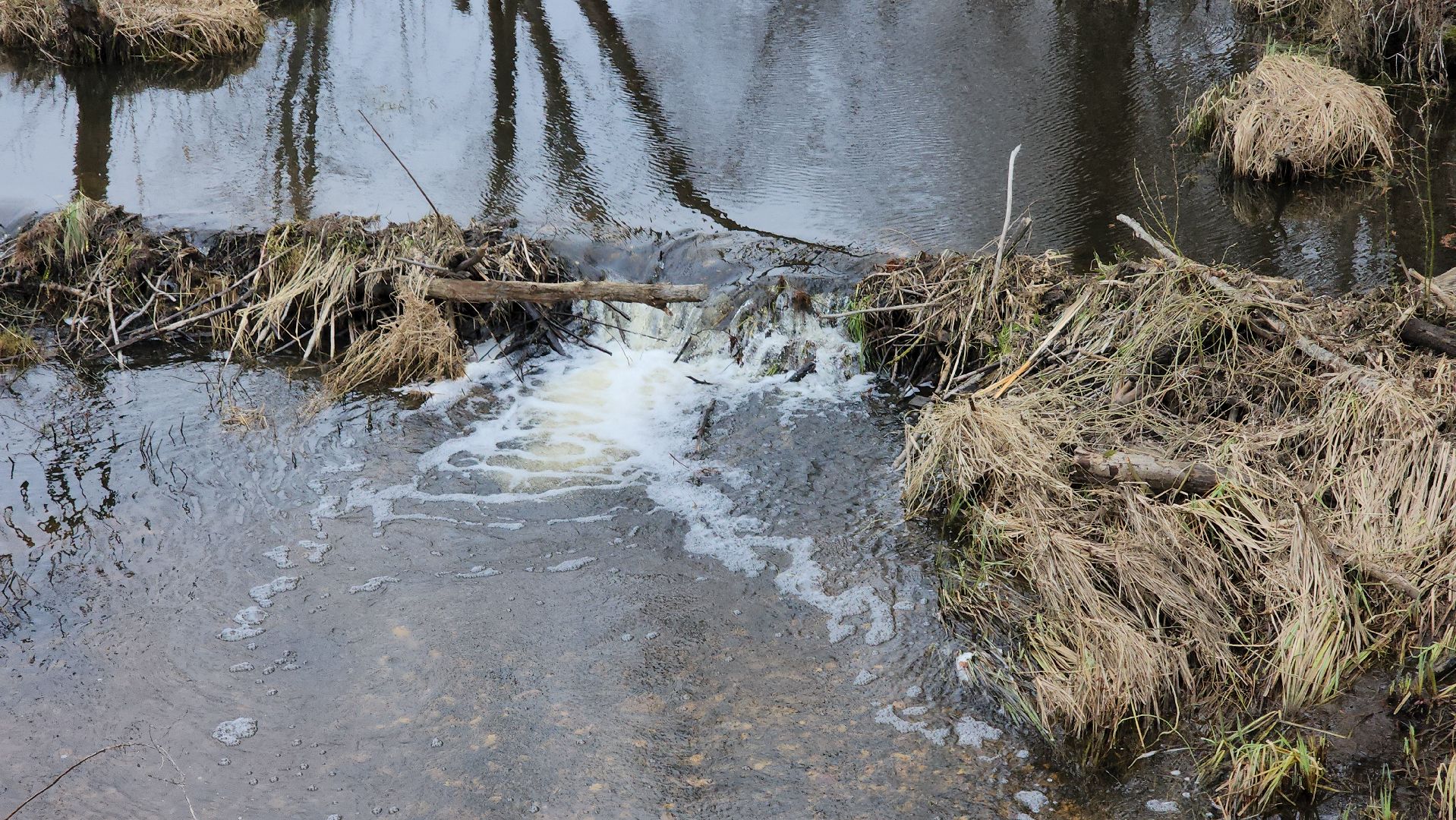 плотина, бобры, благоустройство, притыкино, дорожные работы, руза, рузский городской округ,