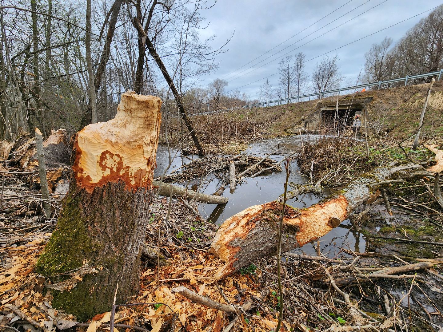 плотина, бобры, благоустройство, притыкино, дорожные работы, руза, рузский городской округ,