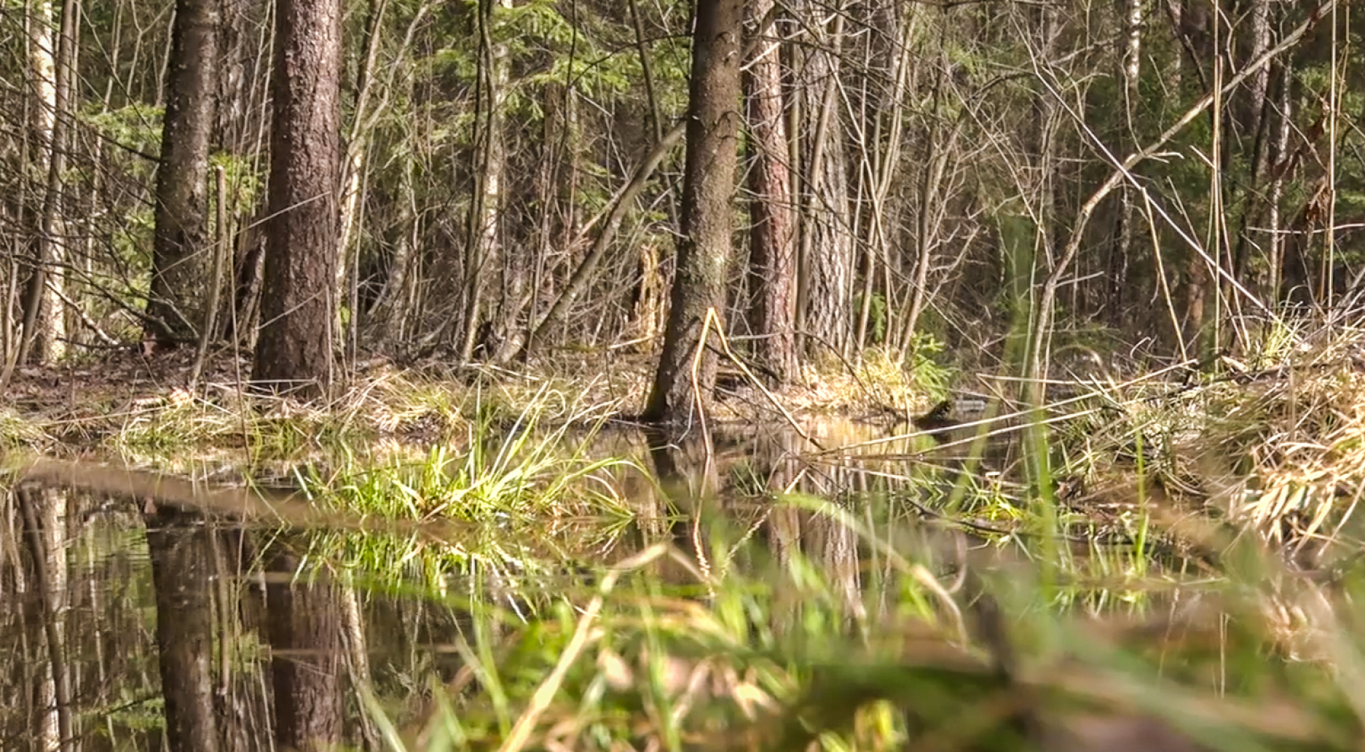 Клин, общество, безопасность, пожары, леса,