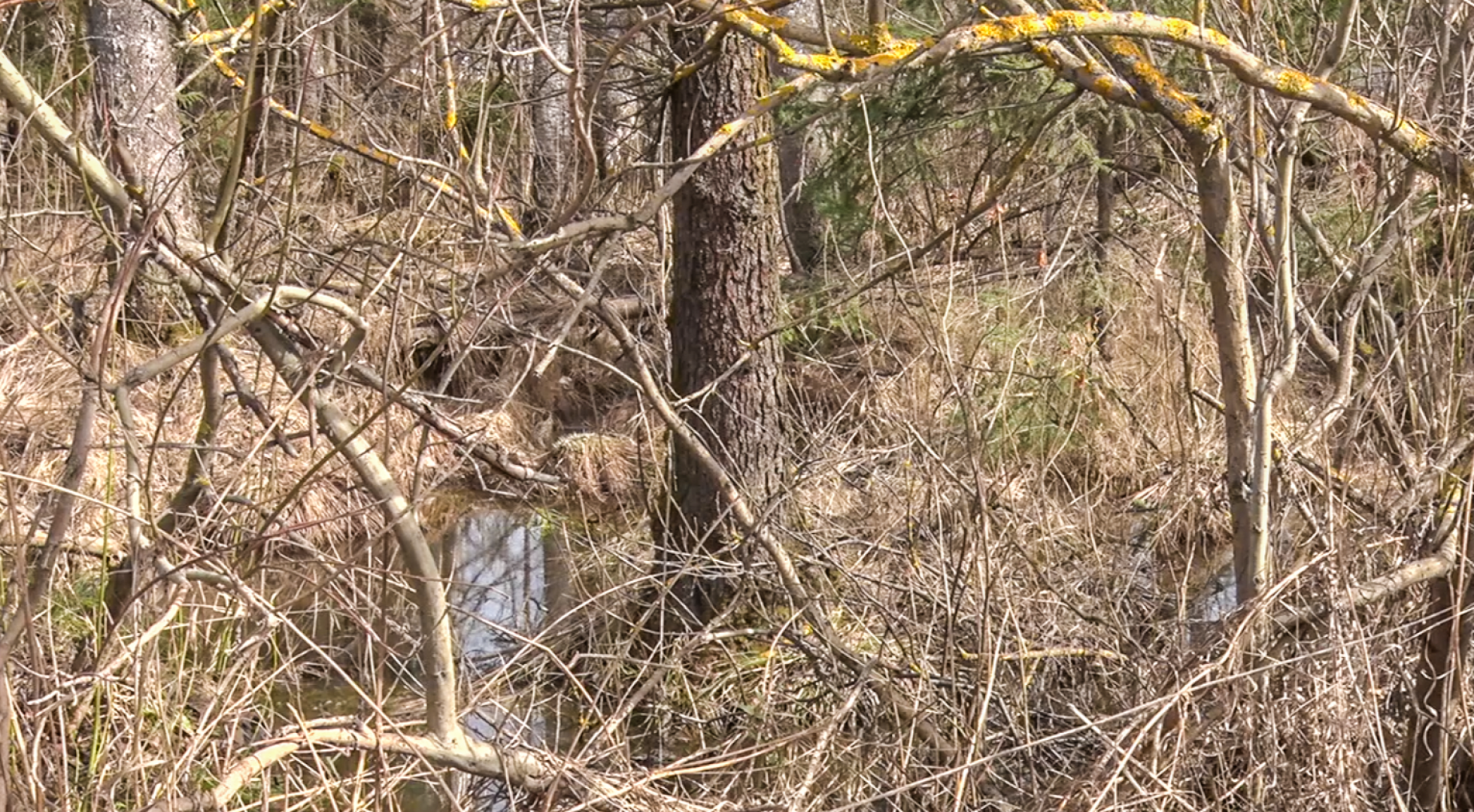 Клин, общество, безопасность, пожары, леса,