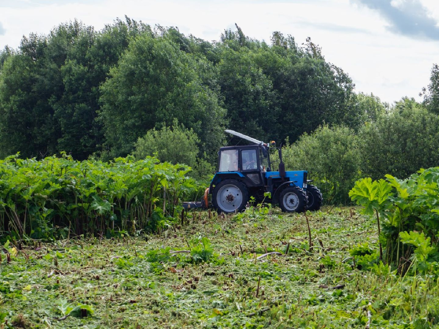 борщевик, борщевик сосновского, борьба с борщевиком,