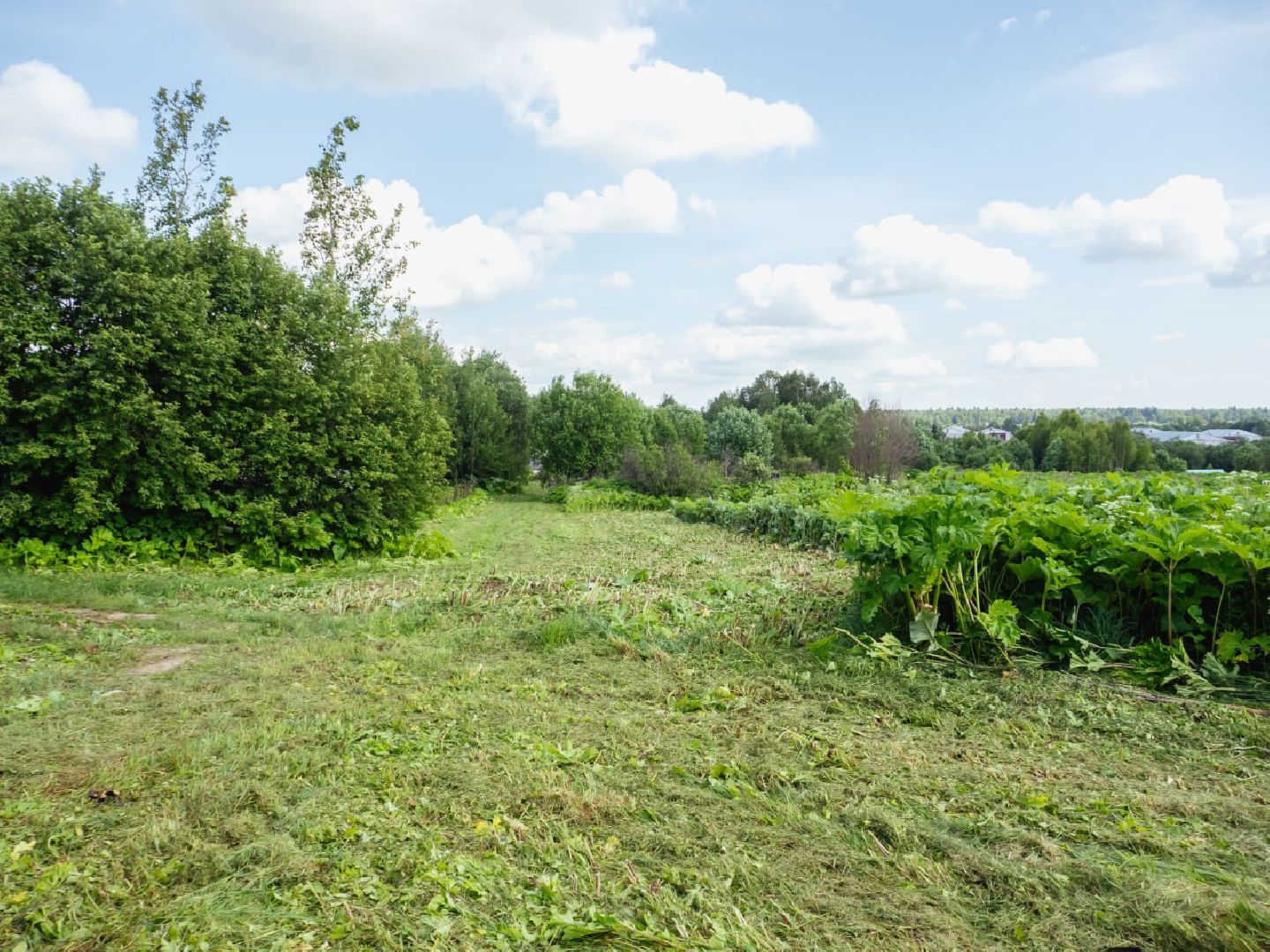 борщевик, борщевик сосновского, борьба с борщевиком,
