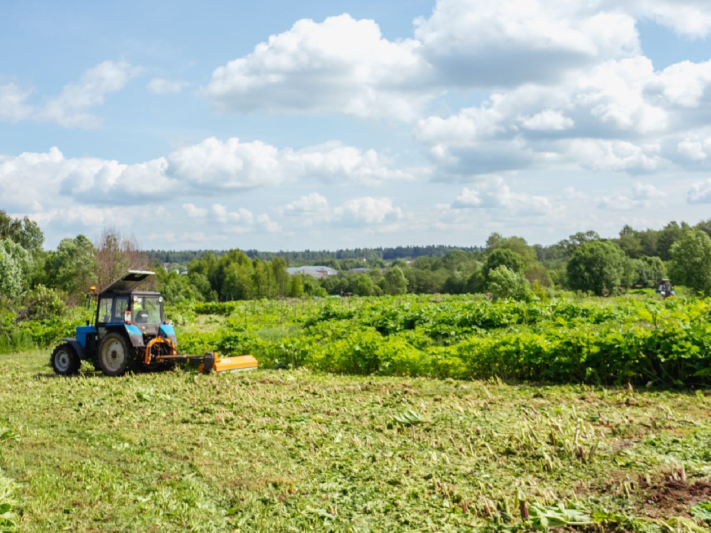 борщевик, борщевик сосновского, борьба с борщевиком,