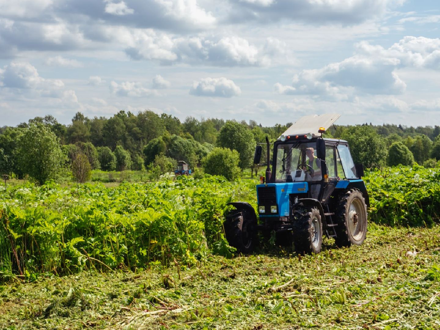 борщевик, борщевик сосновского, борьба с борщевиком,