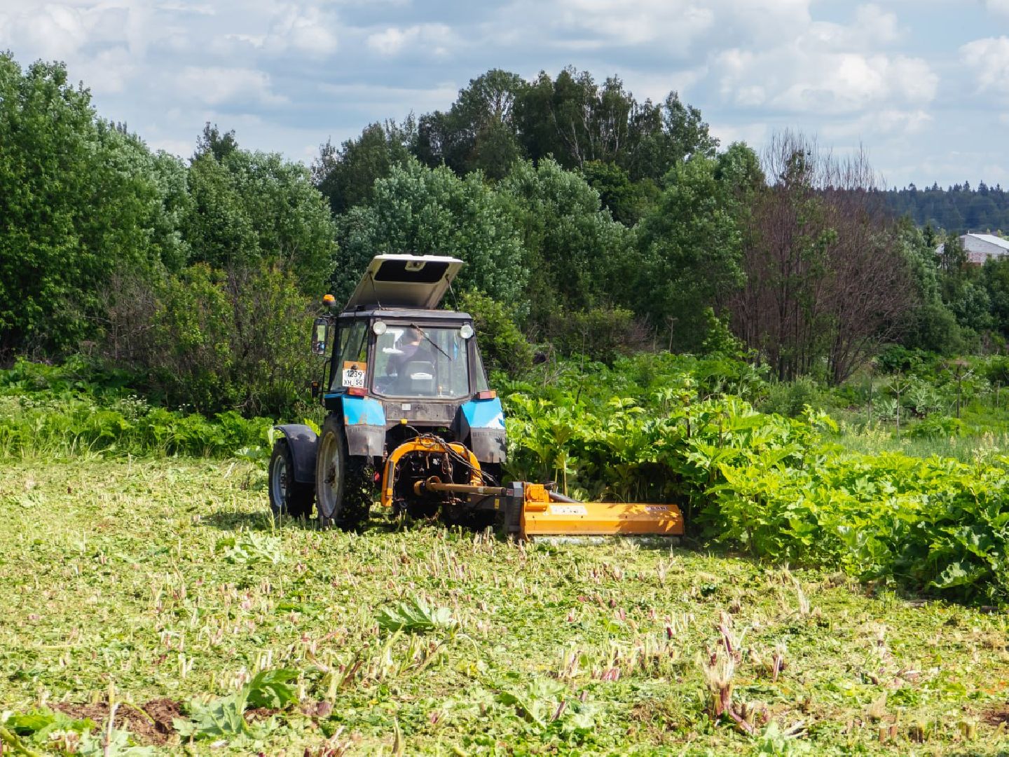борщевик, борщевик сосновского, борьба с борщевиком,