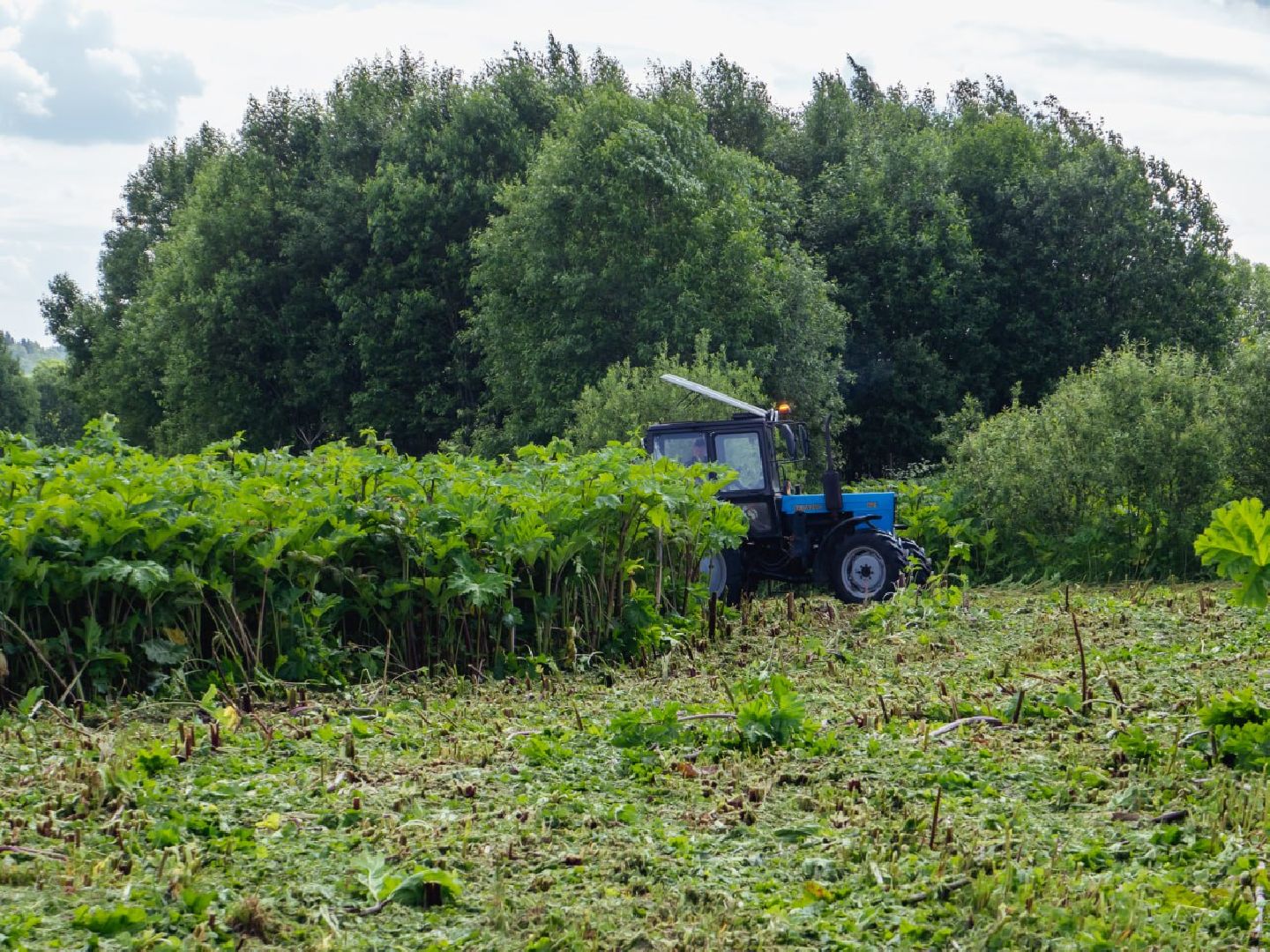 борщевик, борщевик сосновского, борьба с борщевиком,