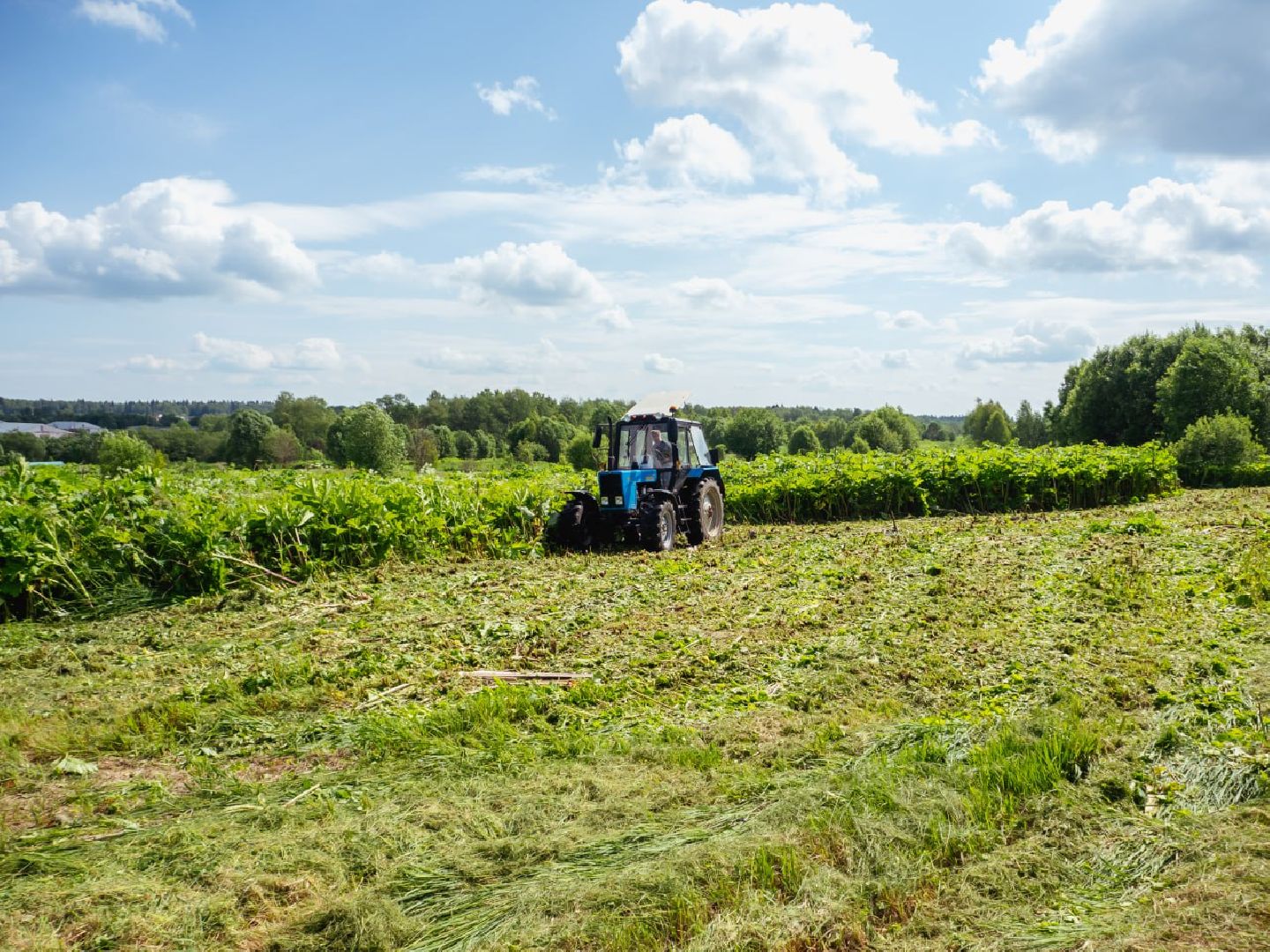борщевик, борщевик сосновского, борьба с борщевиком,