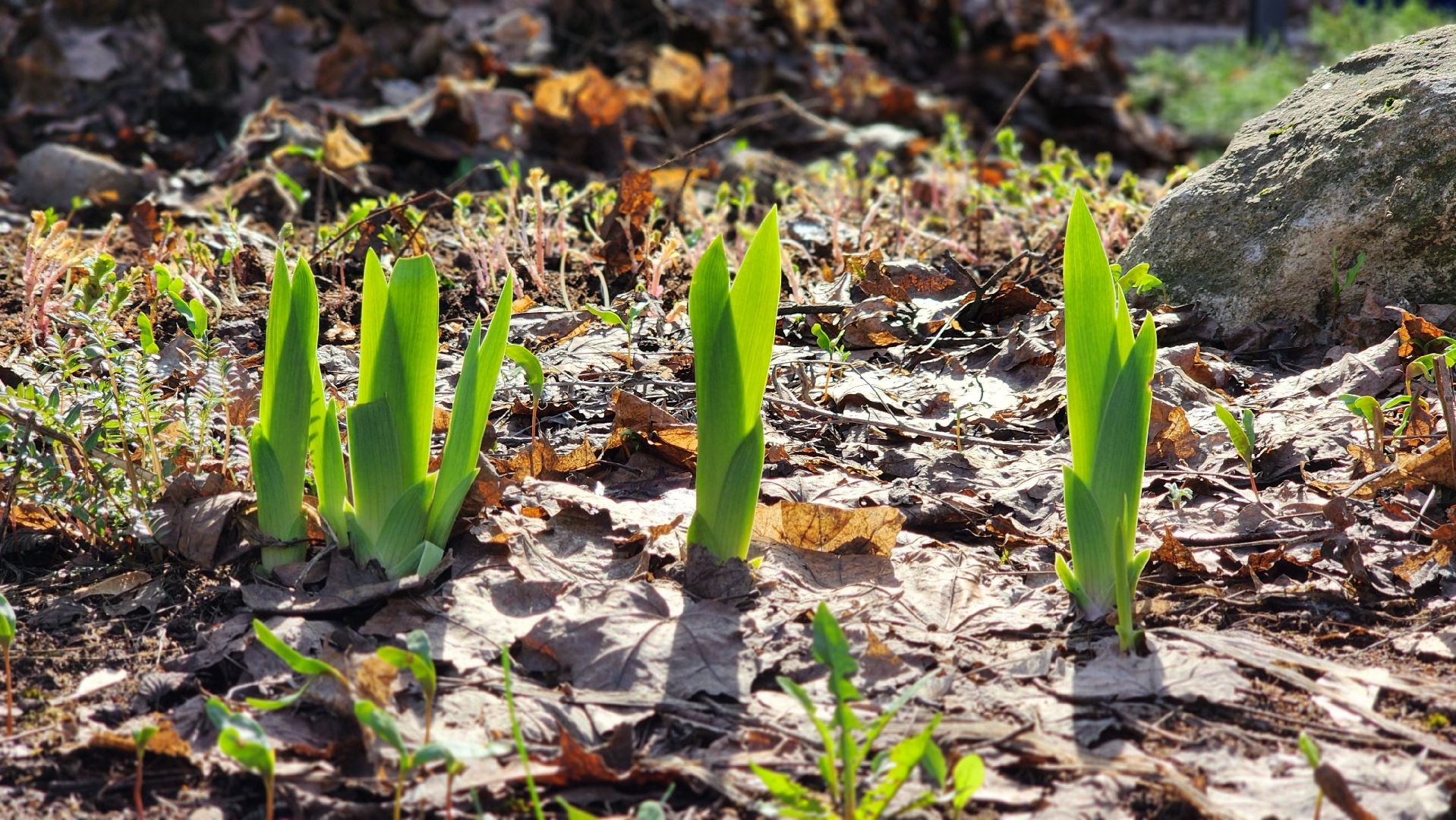 субботник, месяц чистоты и благоустройства, котельники,