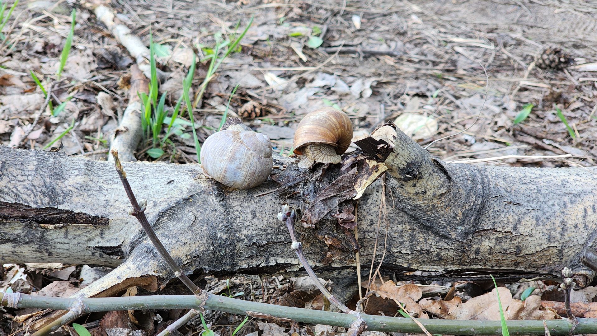 кузьминский лесопарк, субботник, виноградные улитки,