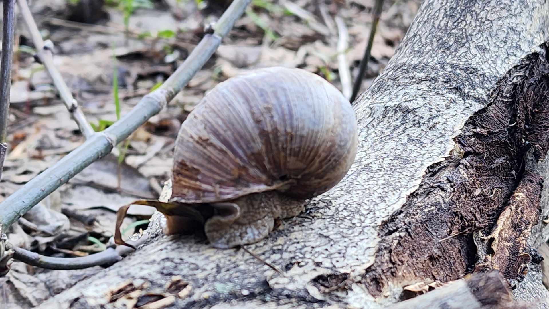 кузьминский лесопарк, субботник, виноградные улитки,