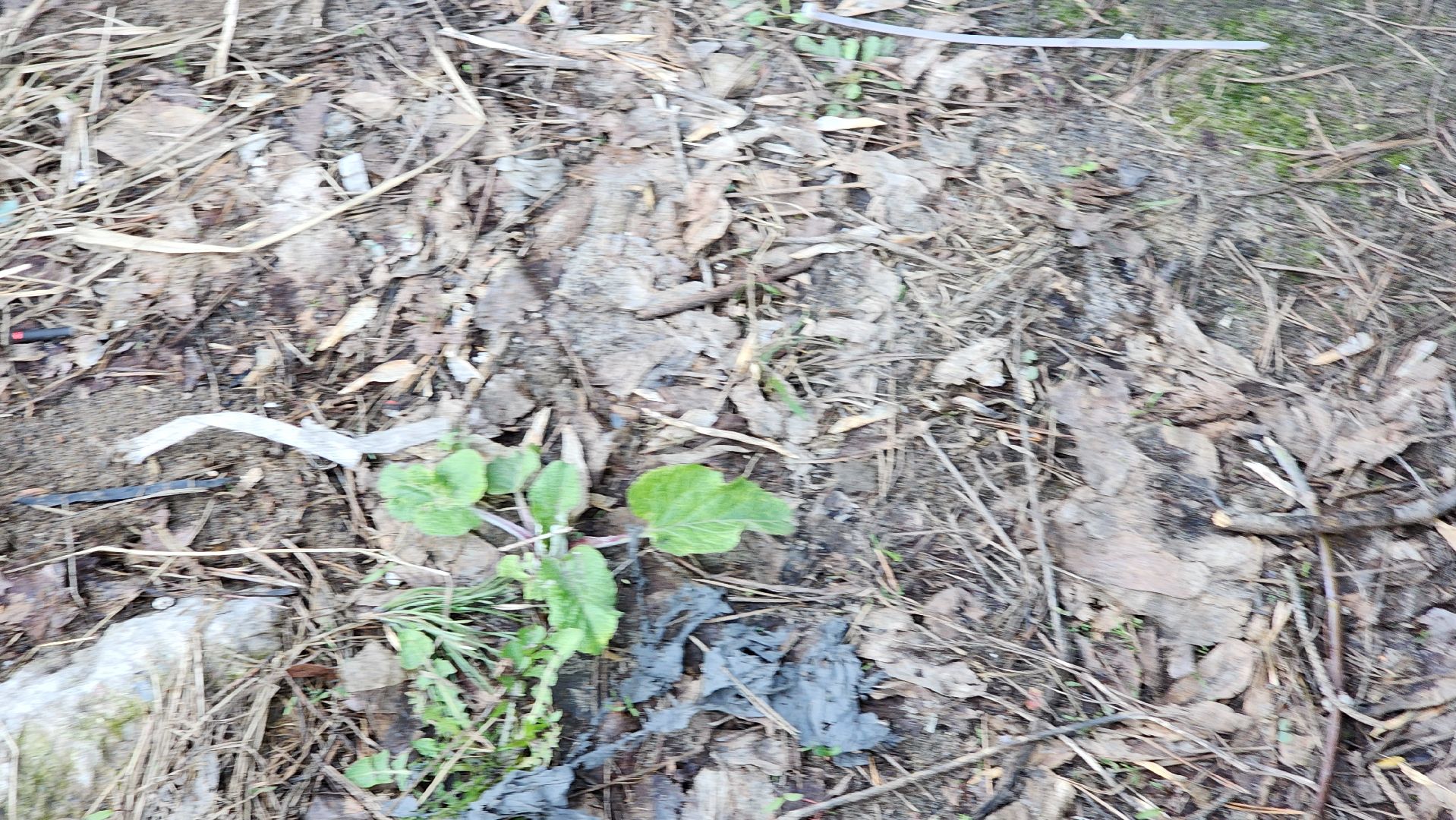 кузьминский лесопарк, субботник, виноградные улитки,