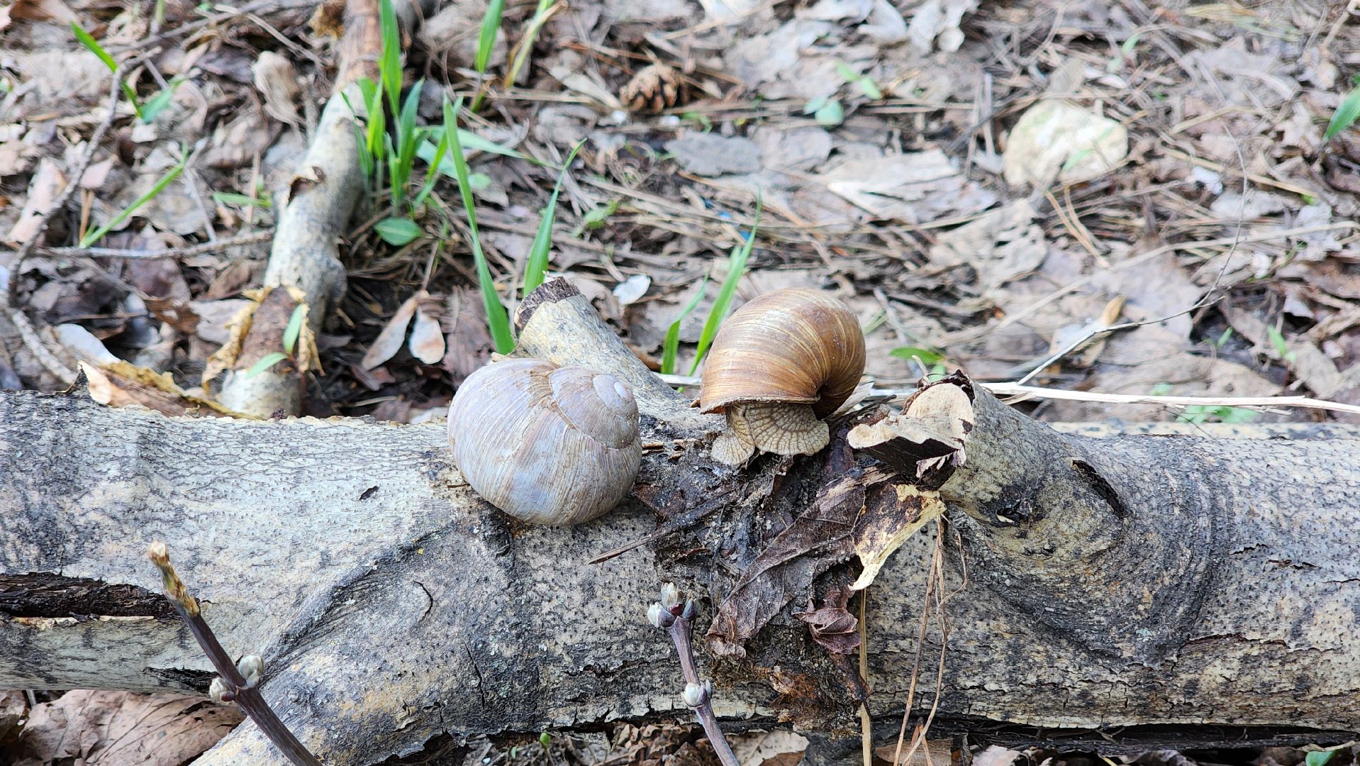 кузьминский лесопарк, субботник, виноградные улитки,