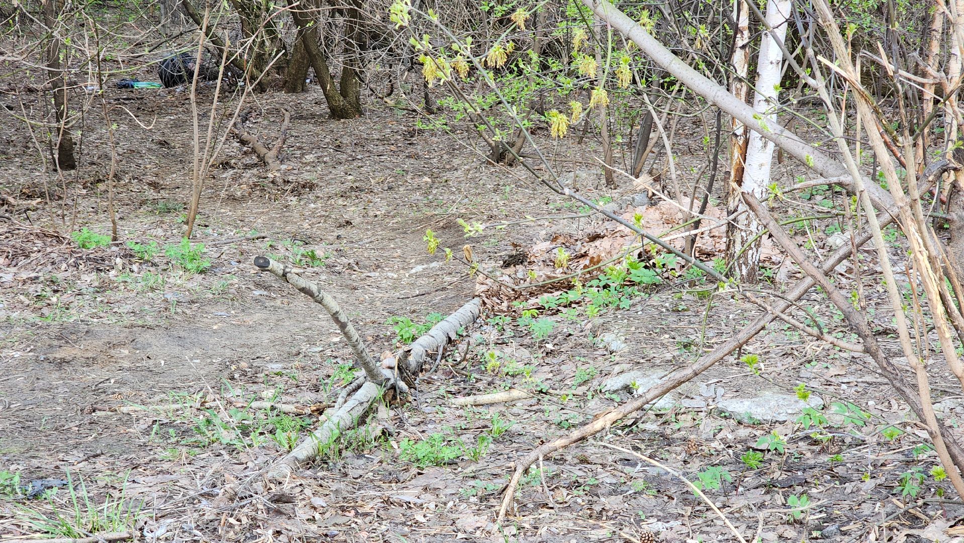 кузьминский лесопарк, субботник, виноградные улитки,