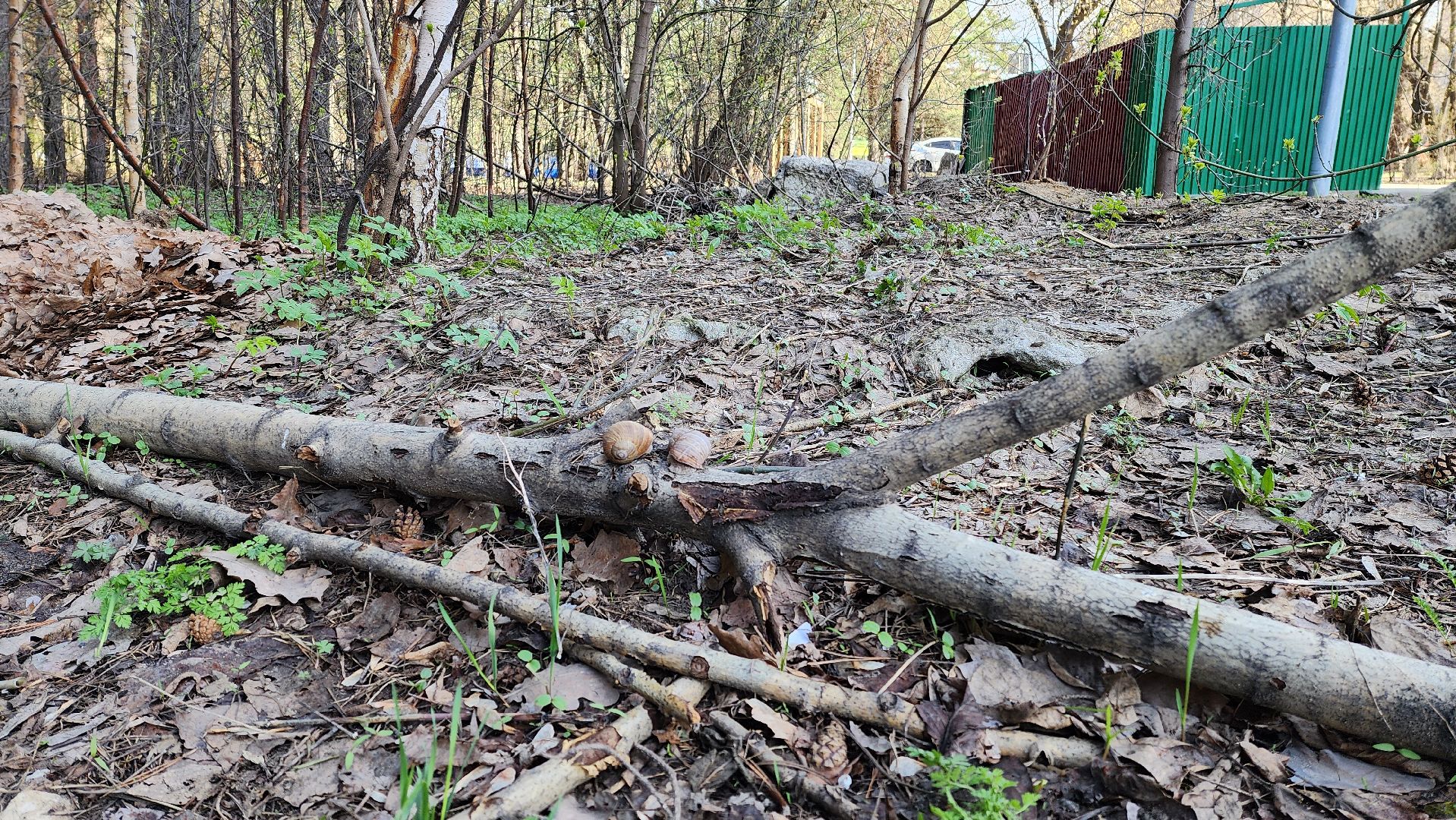 кузьминский лесопарк, субботник, виноградные улитки,