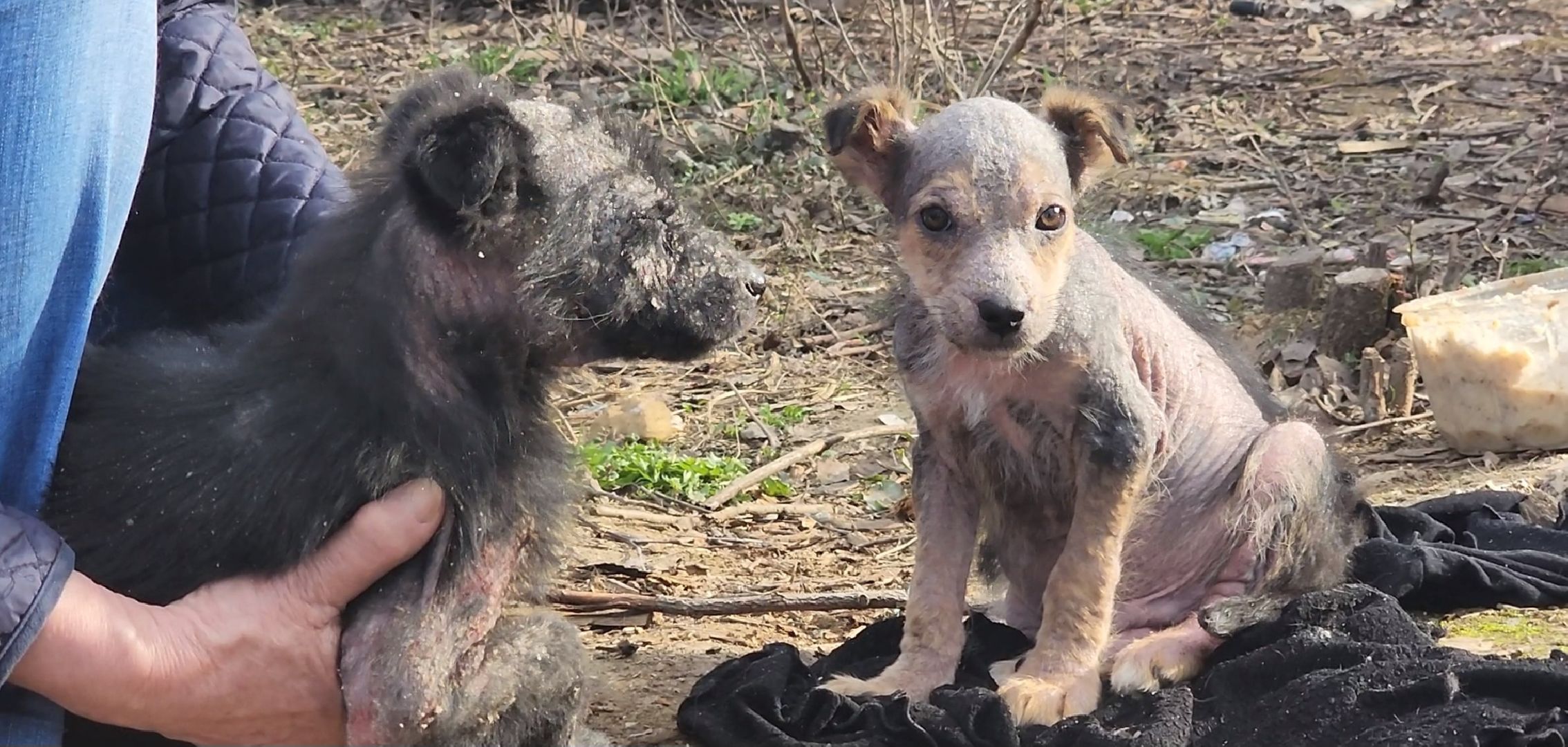 Луховицы, щенок, защита животных, собаки, болезнь,