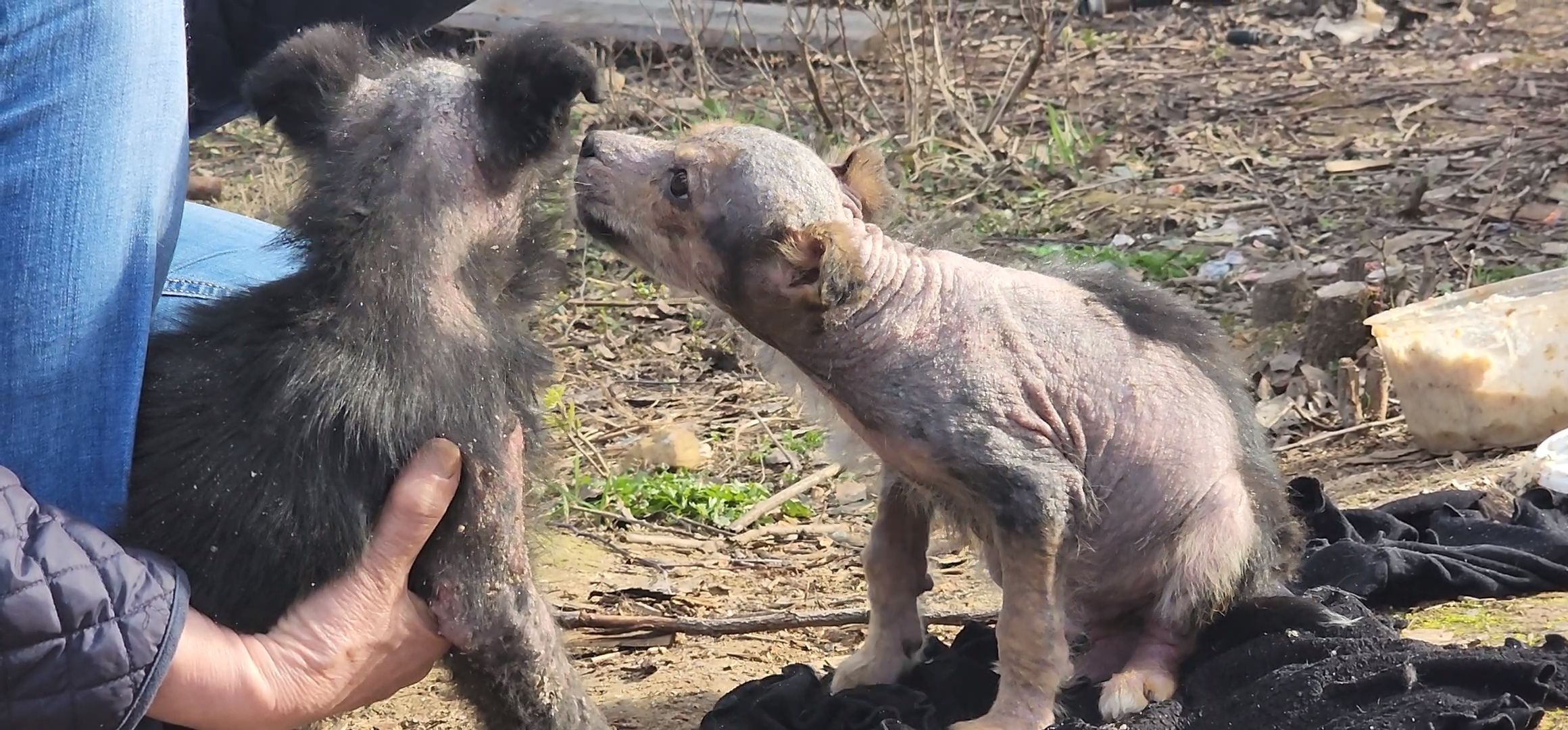 Луховицы, щенок, защита животных, собаки, болезнь,